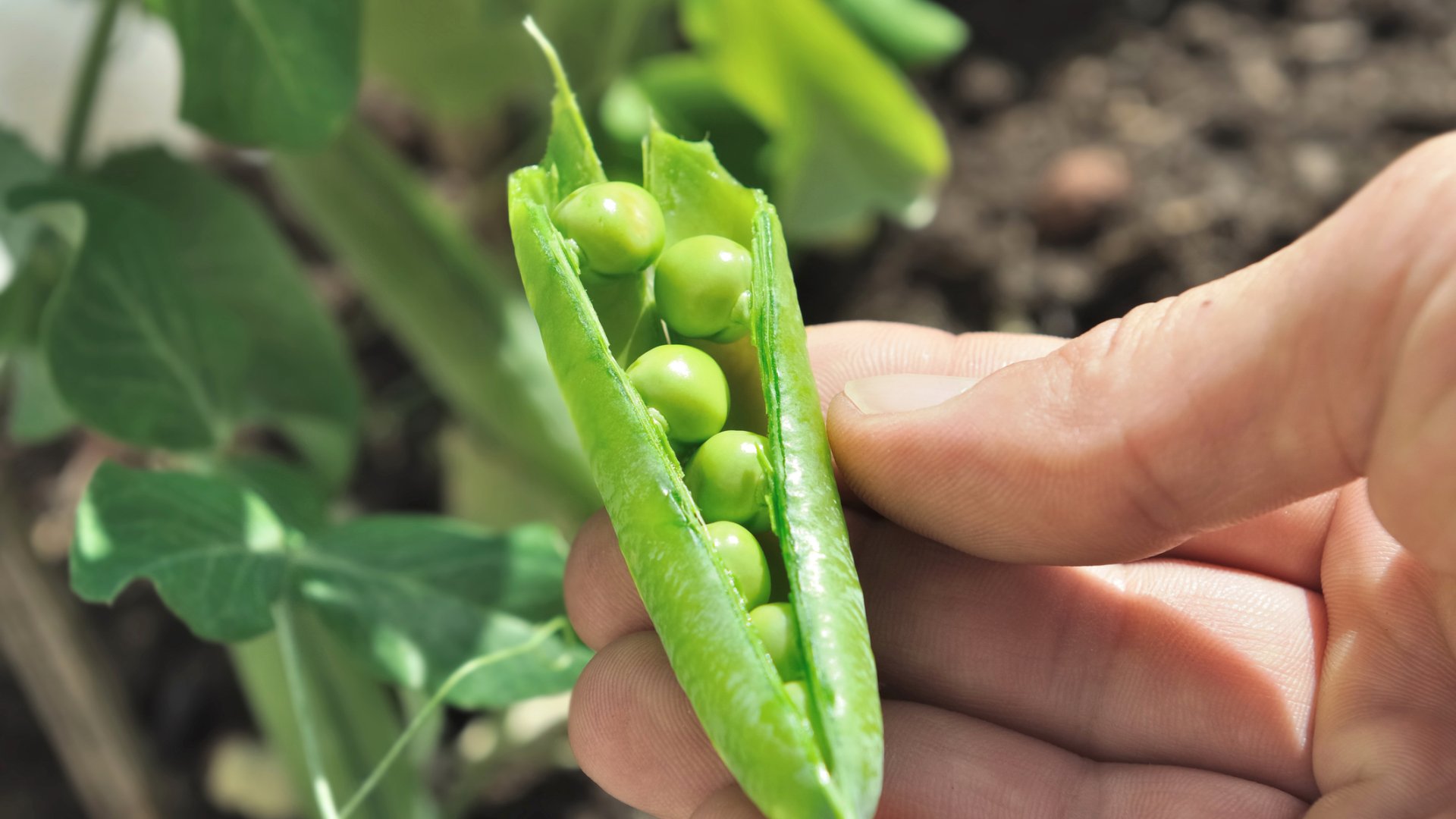 Borsó a kertben: tippek a sikeres borsó termesztéshez Borsó a kertben: tippek a sikeres borsó termesztéshez