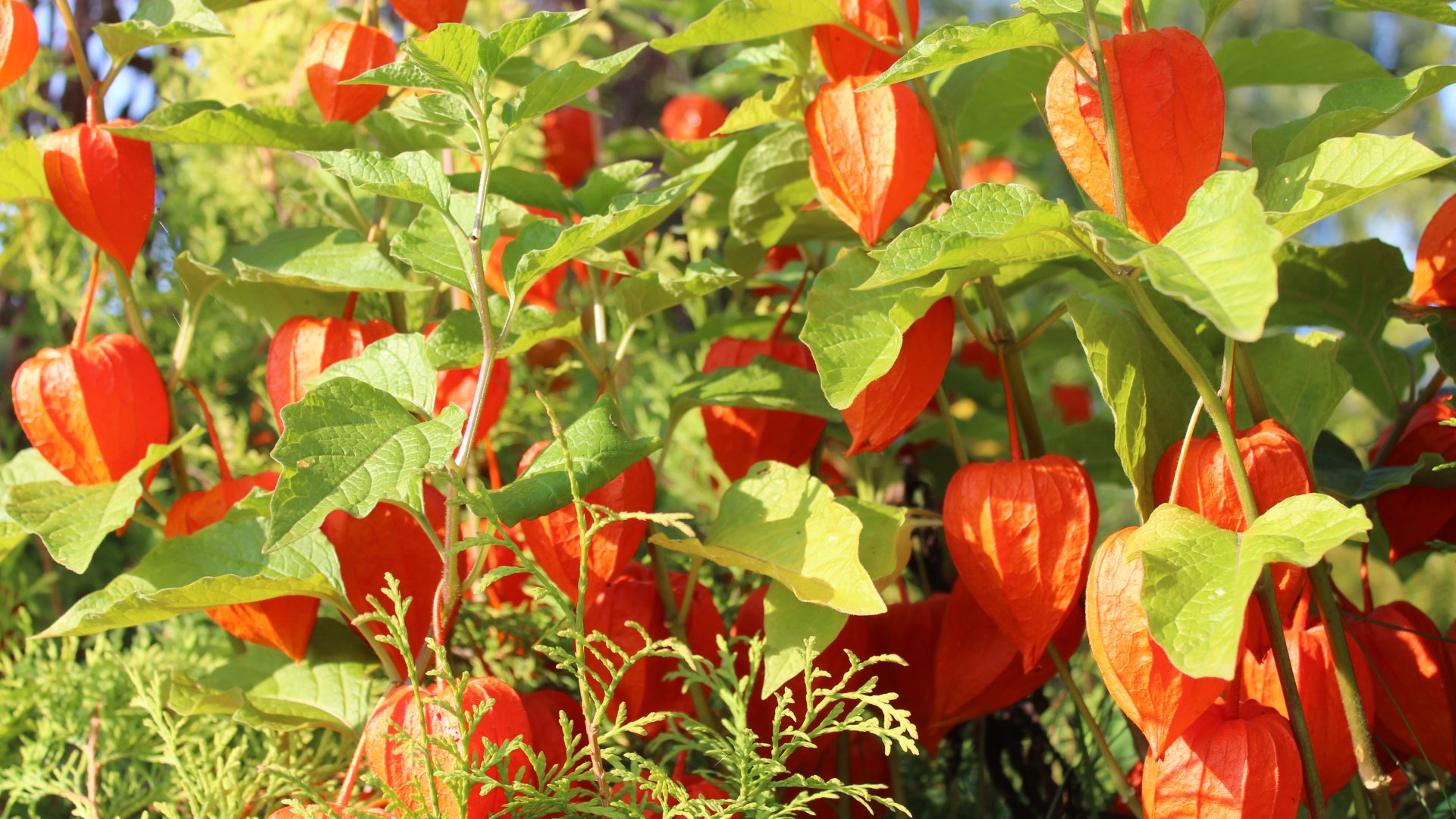 Lampion virág ültetése májusban