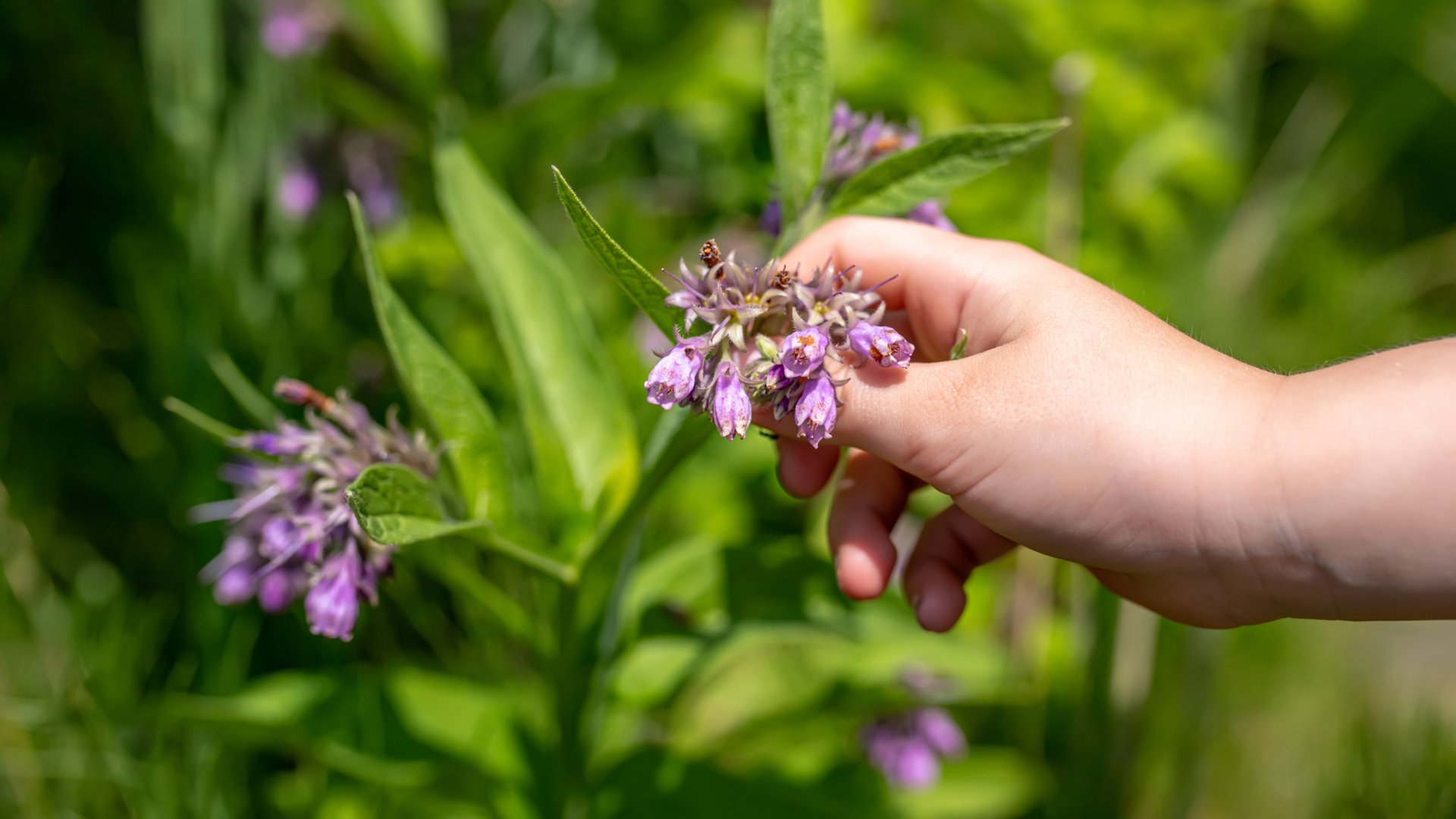 Termeszd meg magadnak a saját, biotrágyádat ennek a növénynek a segítségével!