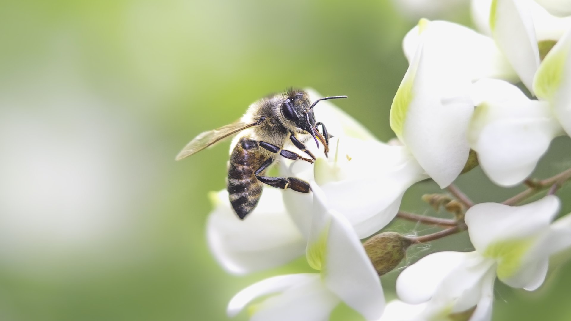 Ezeket kell tudnod a méhrajzásról az akácvirágzás idején