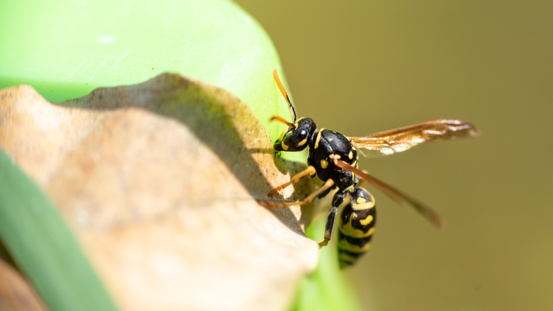 Nem szabad bántani a lopódarázsat, elmondom miért