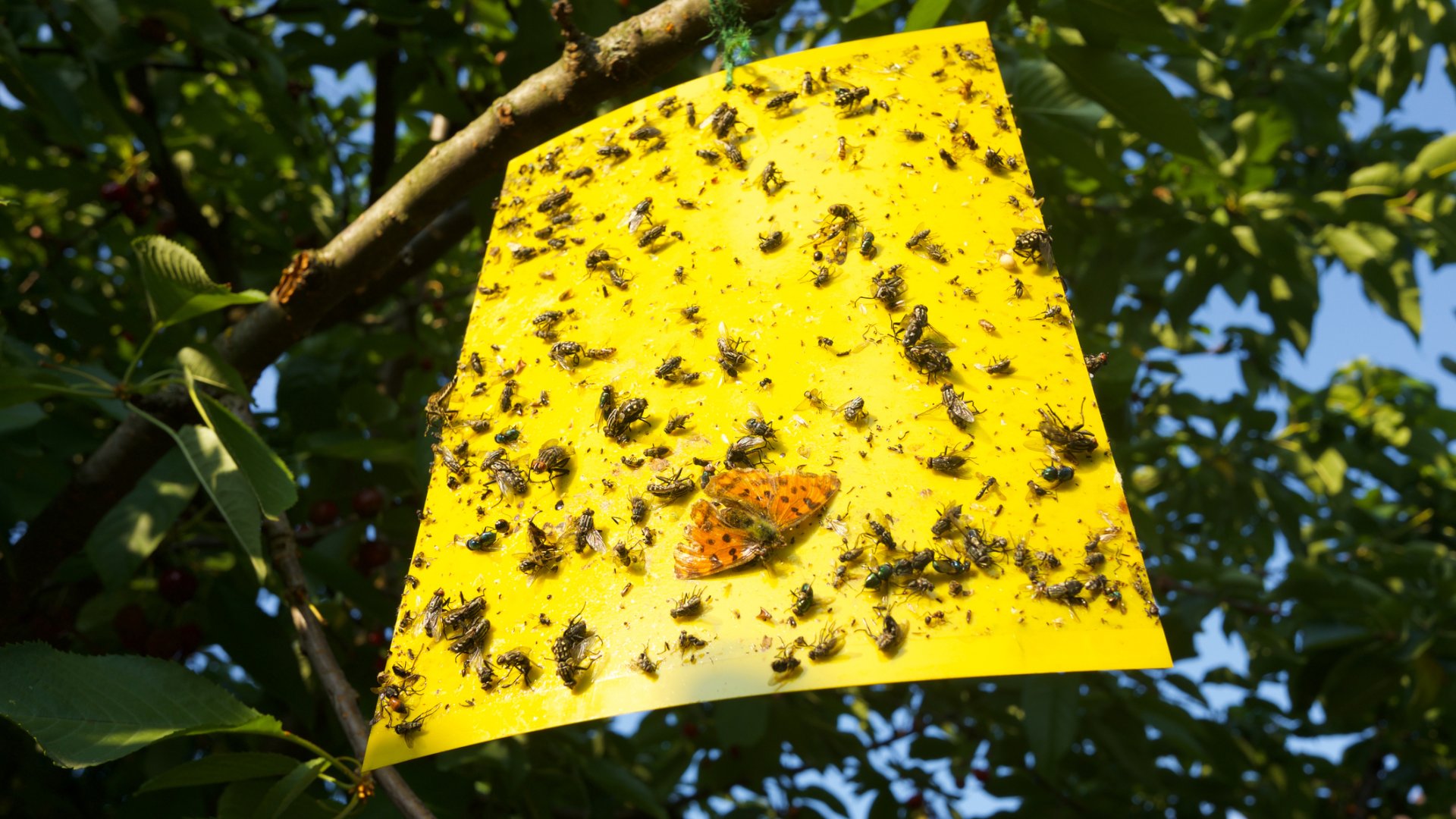 Ezért NE használj rovarcsapdát tavasszal virágzáskor