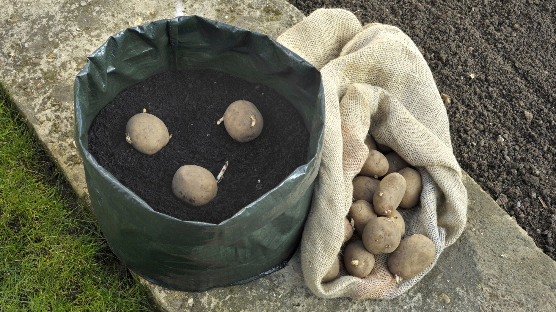 Elmondom miért termesztem a krumplit konténerben, ezután te is így fogod