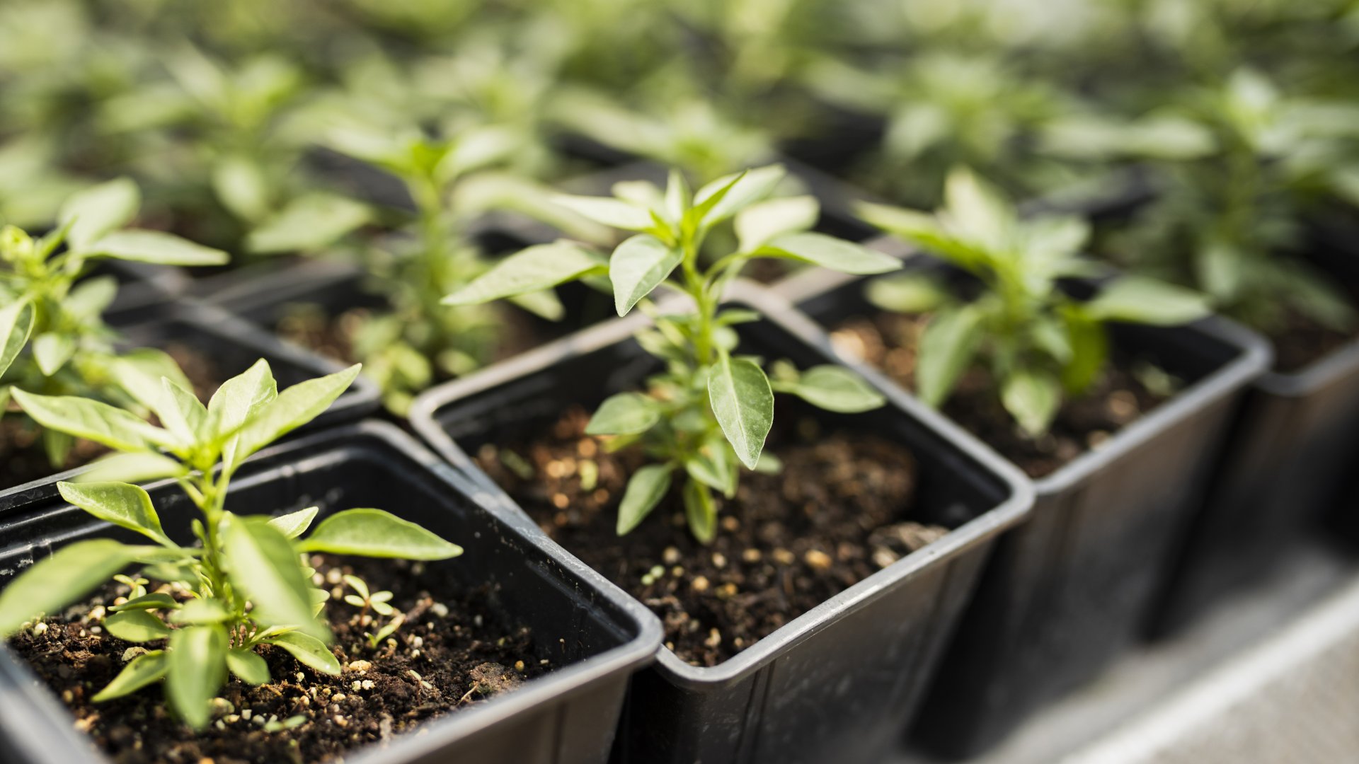 Magvetés gond nélkül: fedezd fel a titkos trükköt a tökéletes magvetéshez
