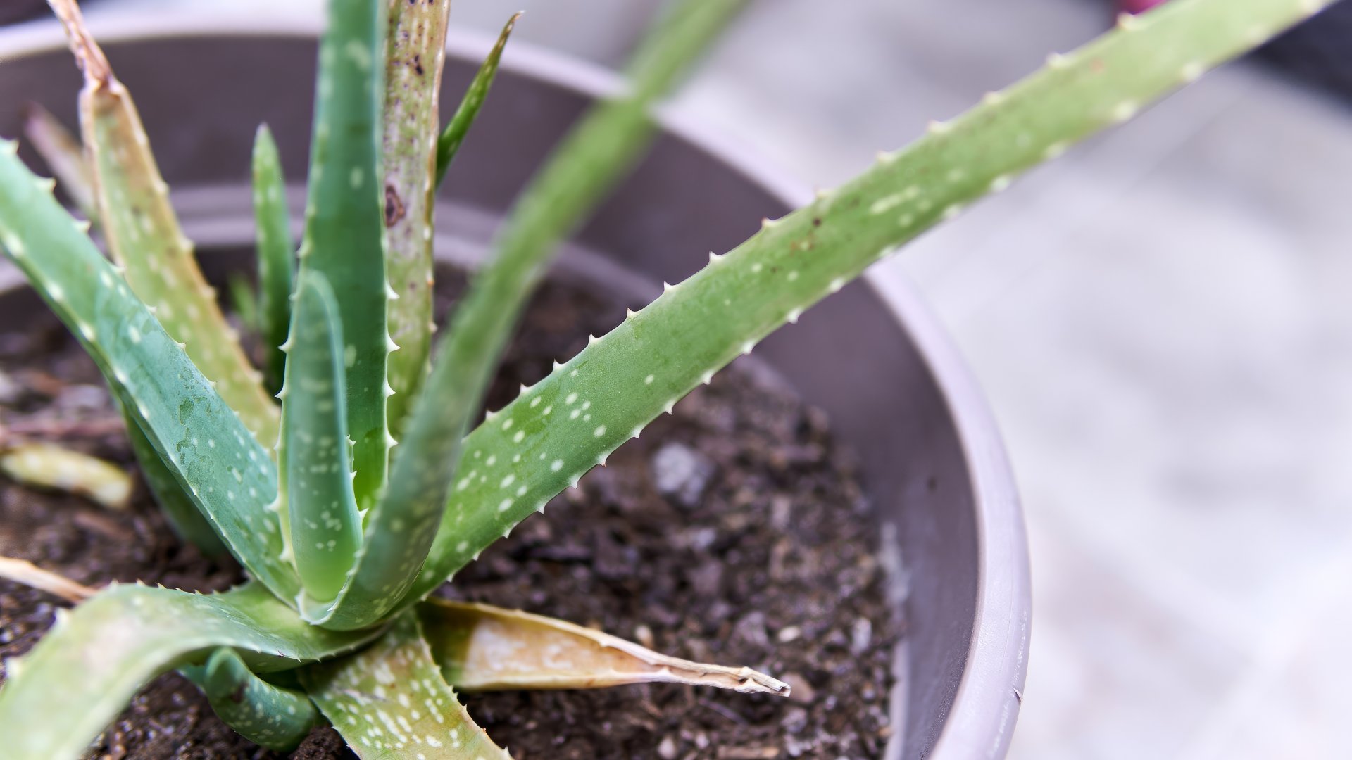 Miért sárgul az aloe vera? Íme a leggyakoribb okok