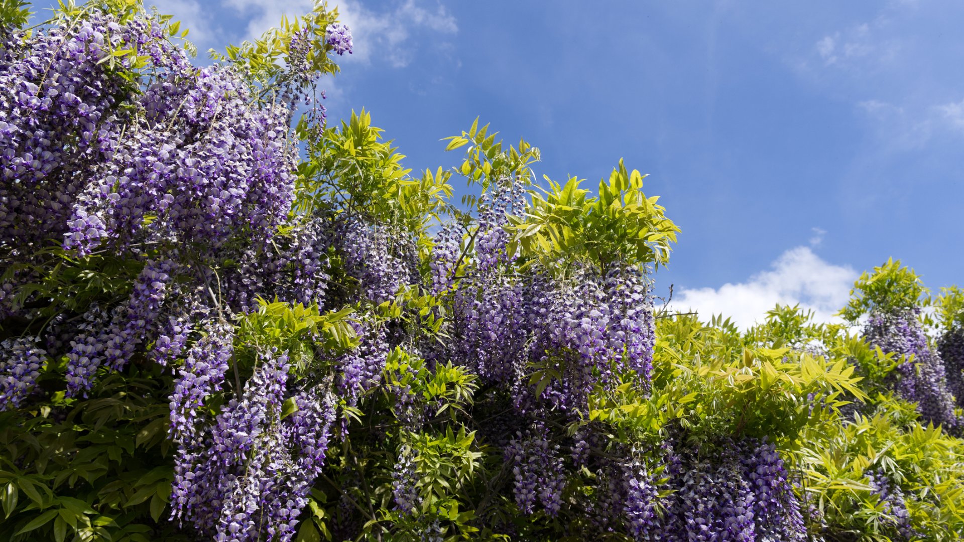 A csodás lilaakác - érdekességek, amit eddig nem tudtál 