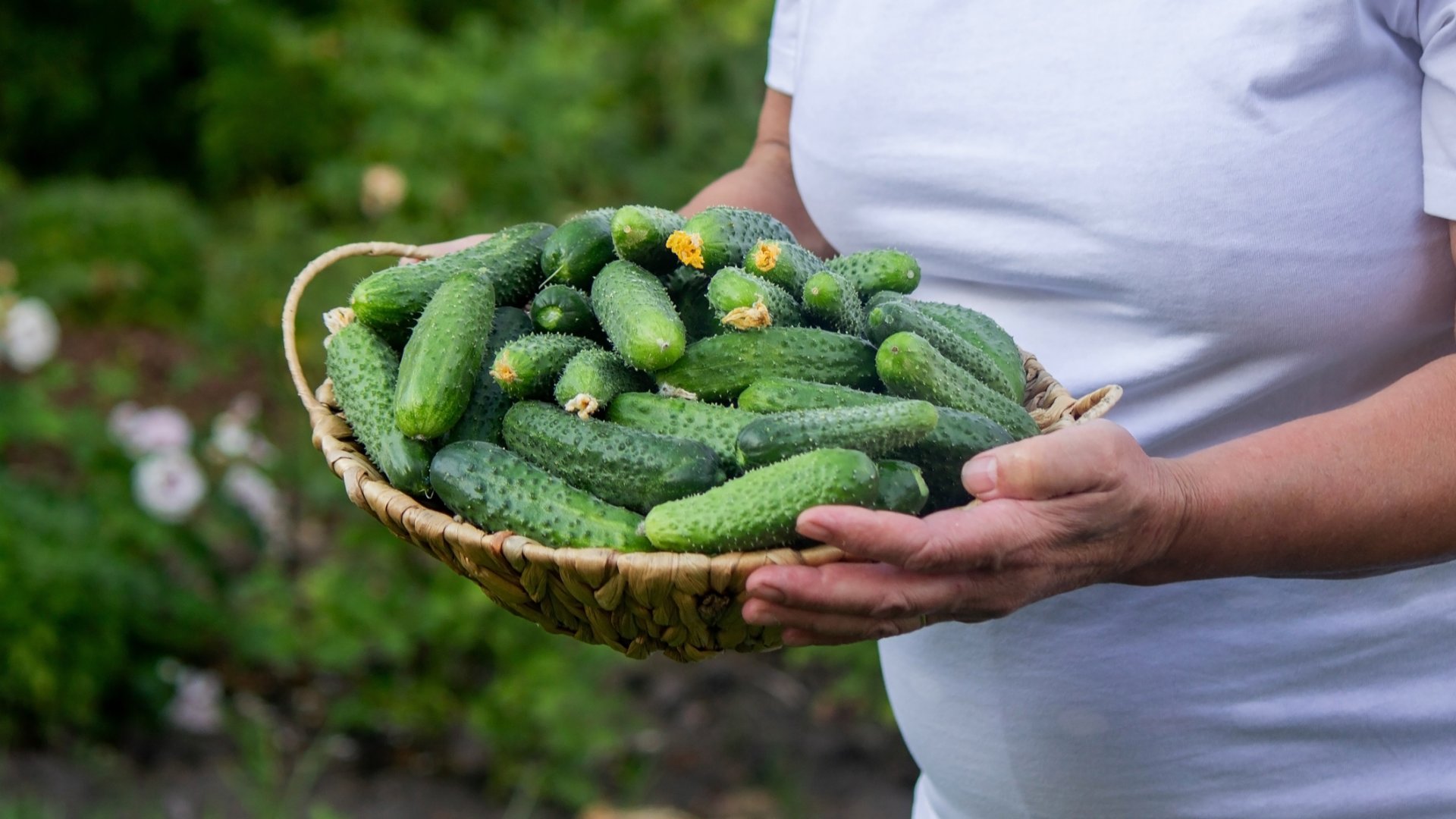 uborka termés növelése