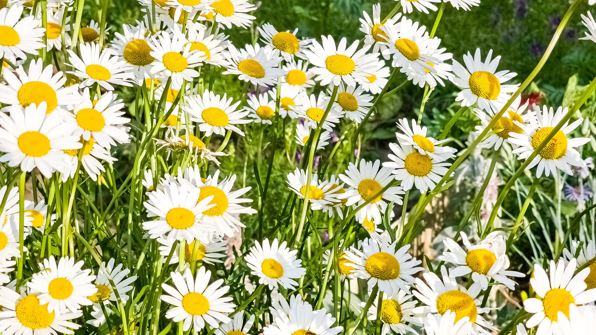 Csodaszép, egyszerűen gondozható: Így ültess margarétát!