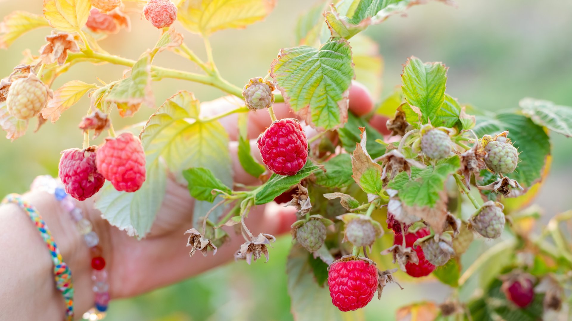 Málnatermesztés mesterfokon - ezekre figyelj oda egy kertész szerint Málnatermesztés mesterfokon - ezekre figyelj oda egy kertész szerint