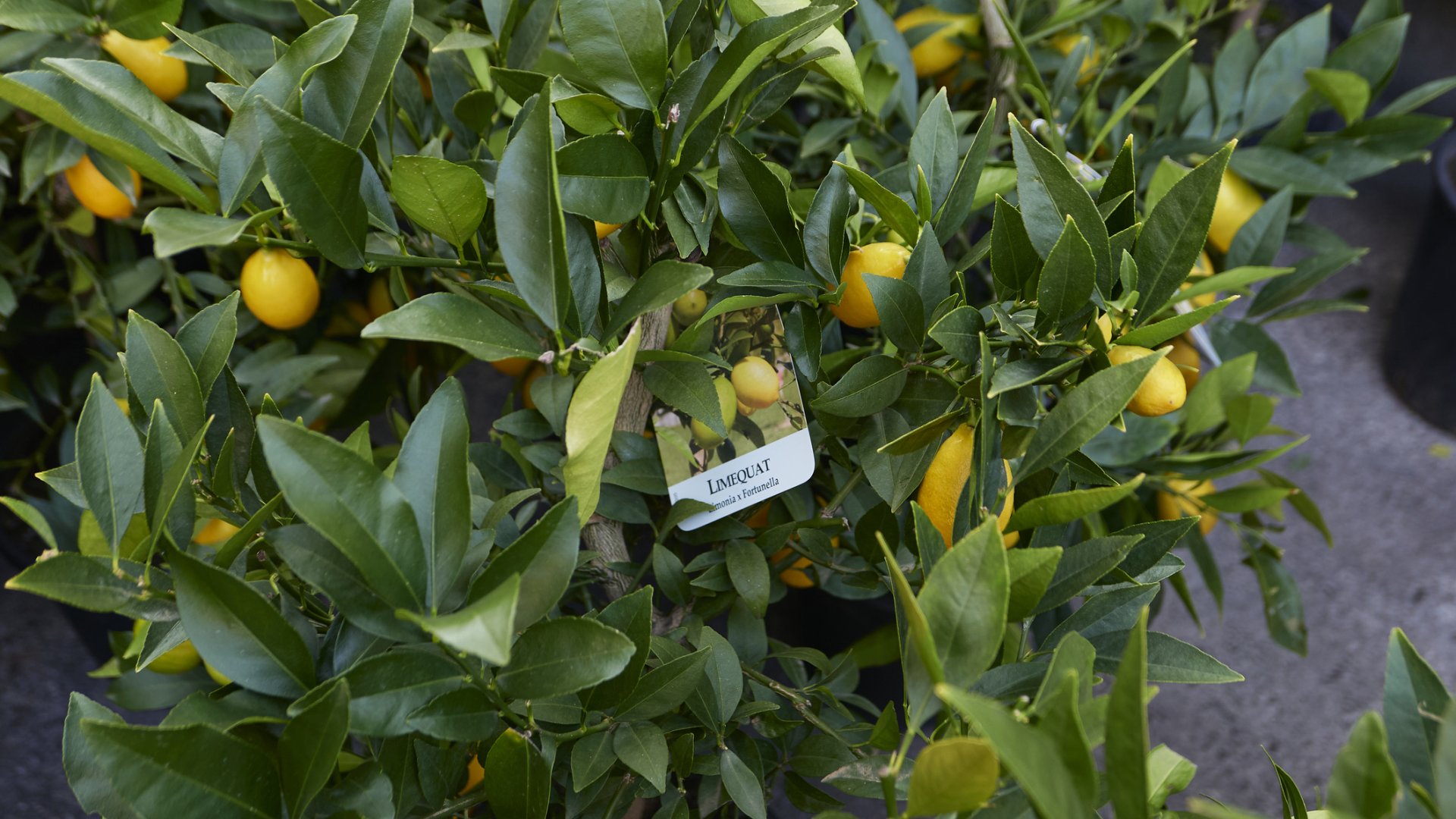 Egy citrus hibrid, melyet már kaphatunk itthon, és akár kertben is jól érezheti magát Egy citrus hibrid, melyet már kaphatunk itthon, és akár kertben is jól érezheti magát