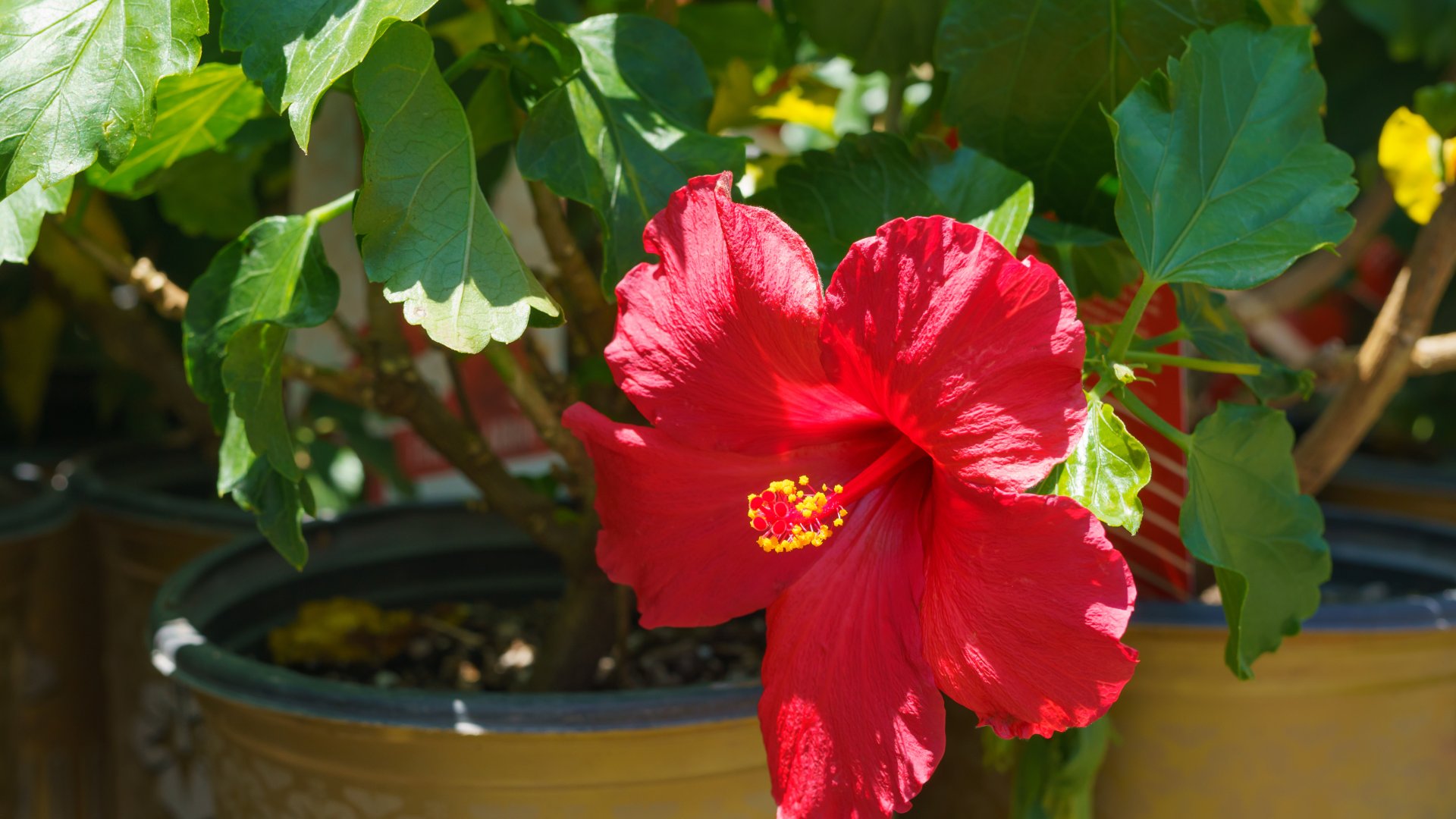 Egy növény, amibe azonnal beleszeretsz: A hibiszkusz szaporítása dugványozással