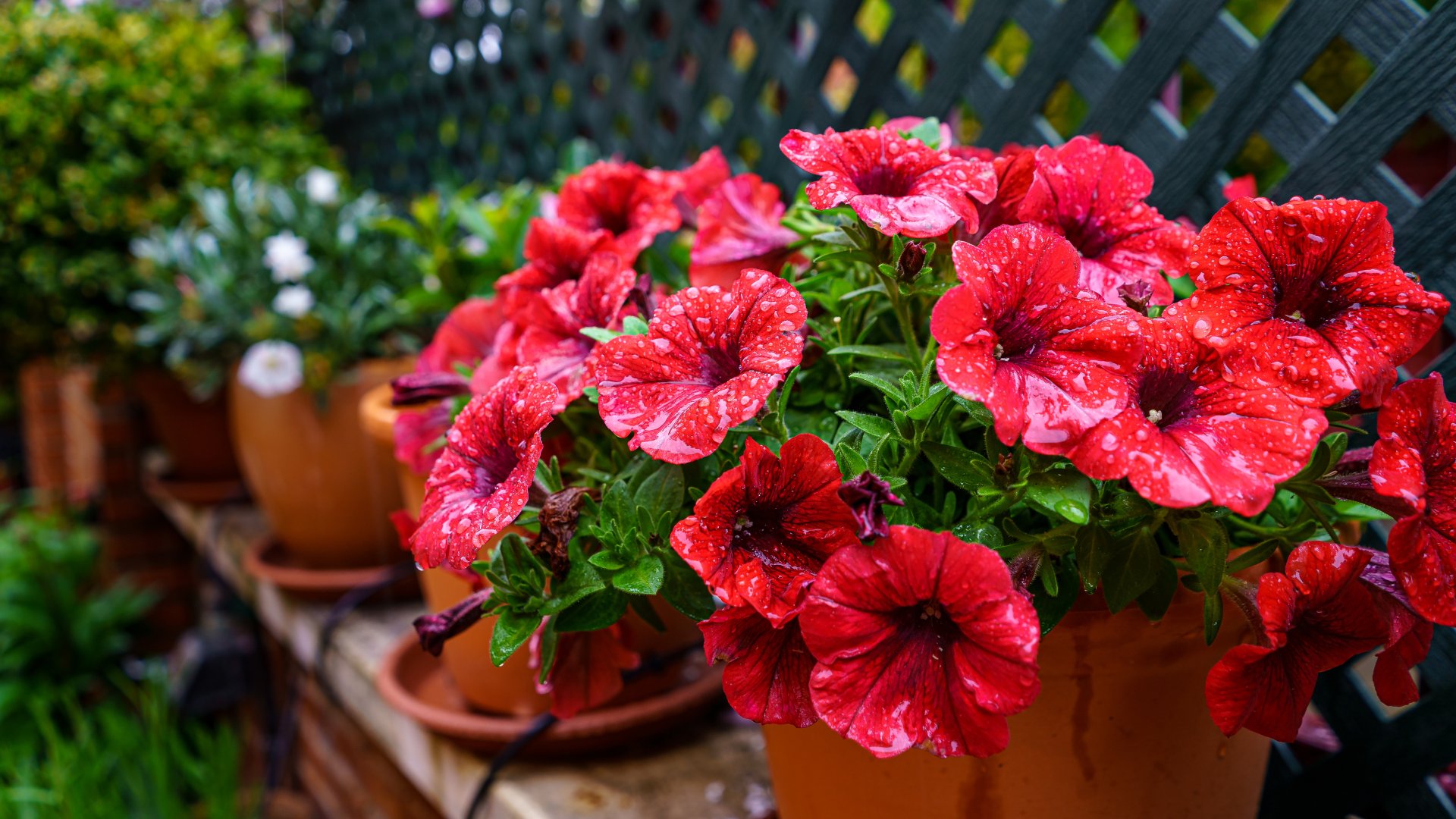 Ezeket a szobanövényeidet kell most kivinned