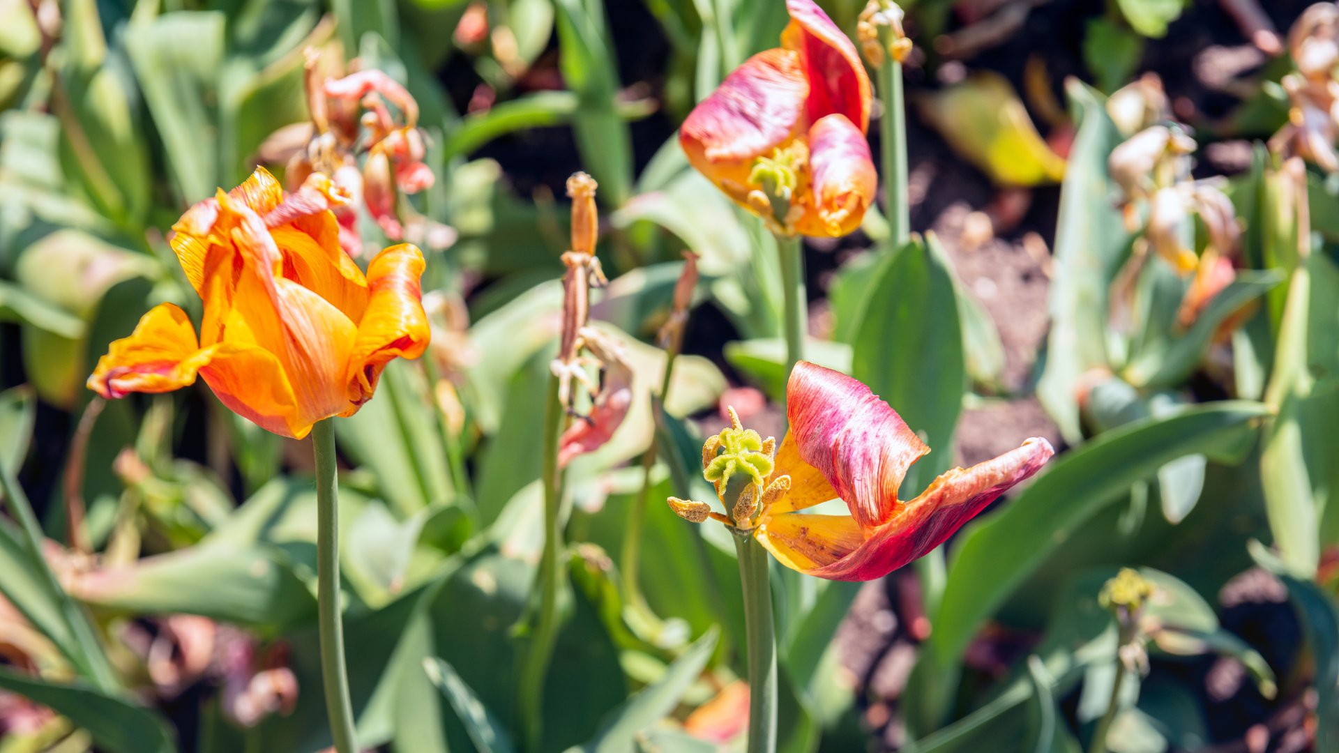 Sokan itt rontják el: Ezért nem szabad visszametszeni az elnyílt tulipánokat! Sokan itt rontják el: Ezért nem szabad visszametszeni az elnyílt tulipánokat!