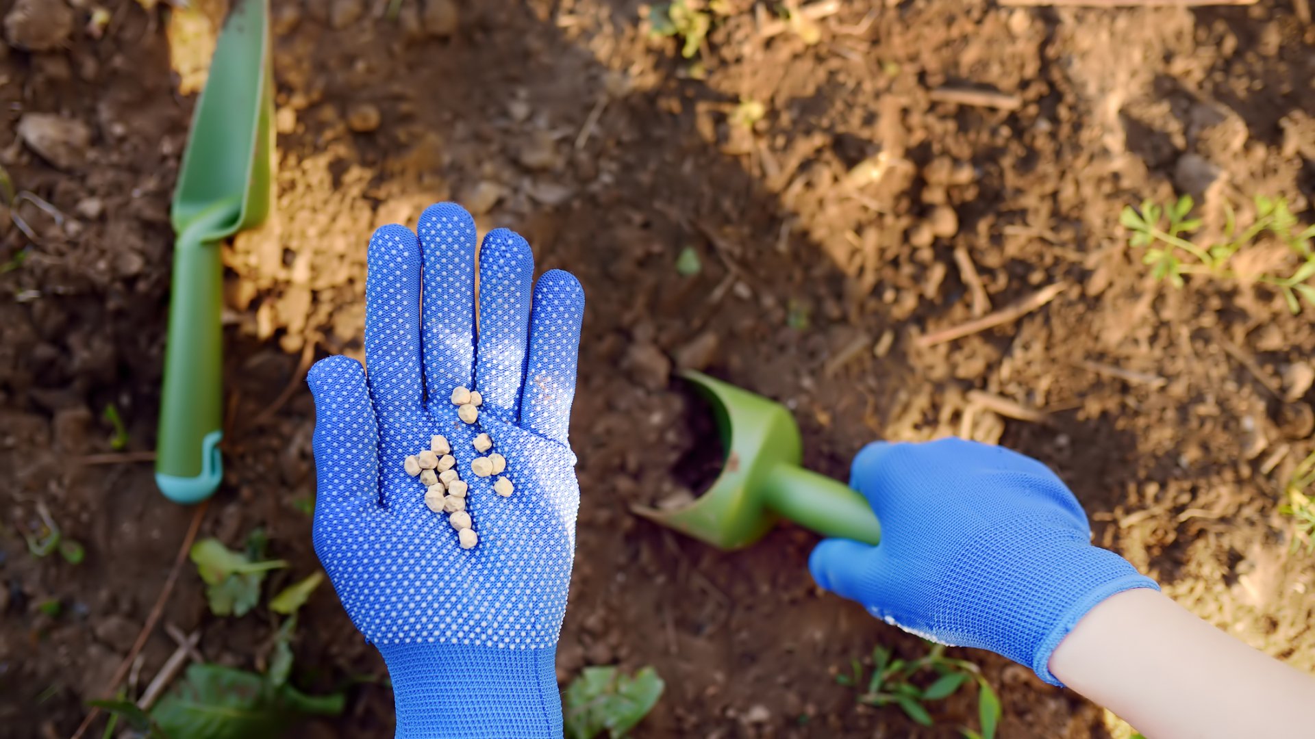 Vessünk borsót április közepén, úgy, mint a profik