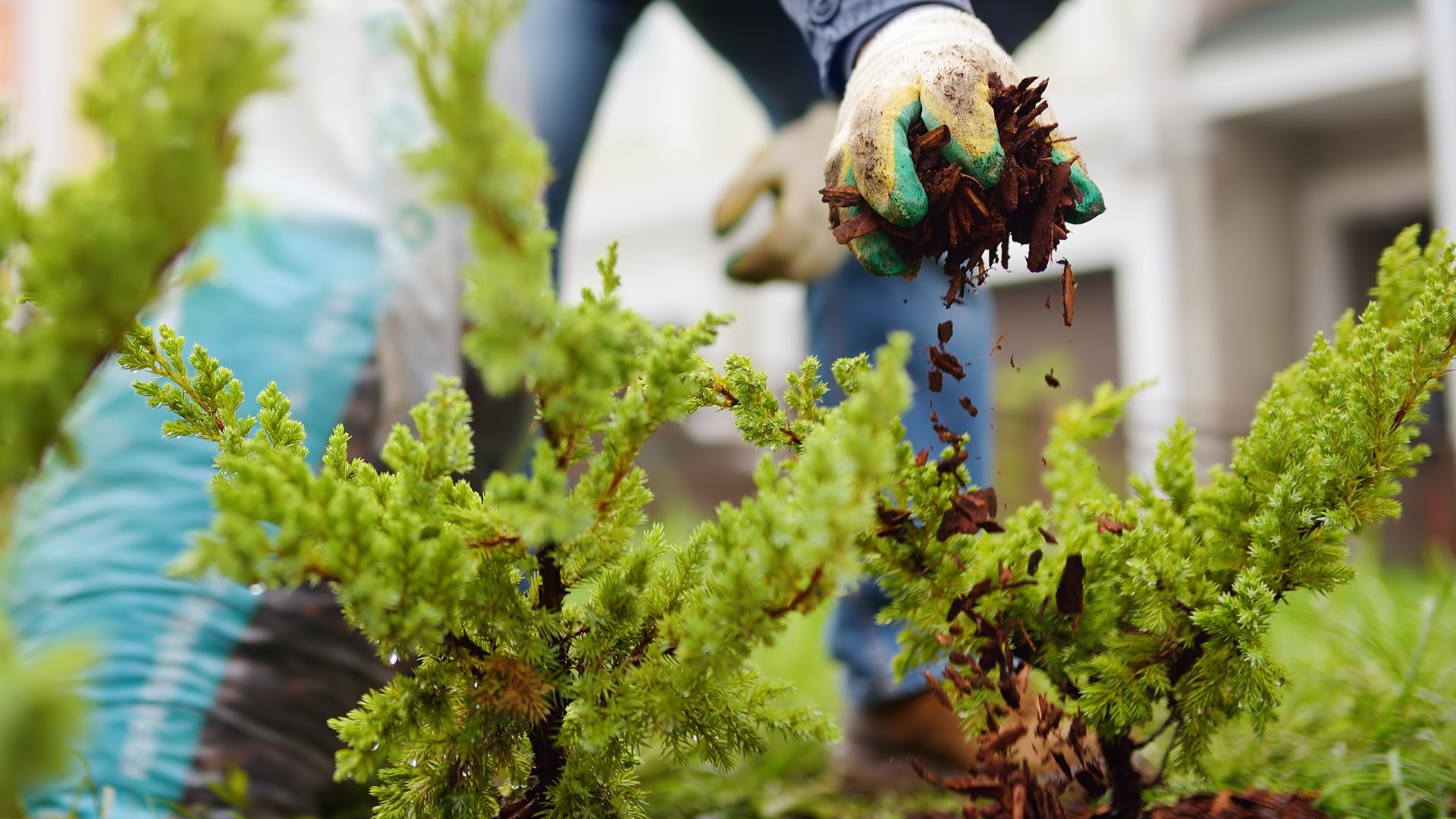 Ültess áprilisban örökzöld sövényeket egyszerűen