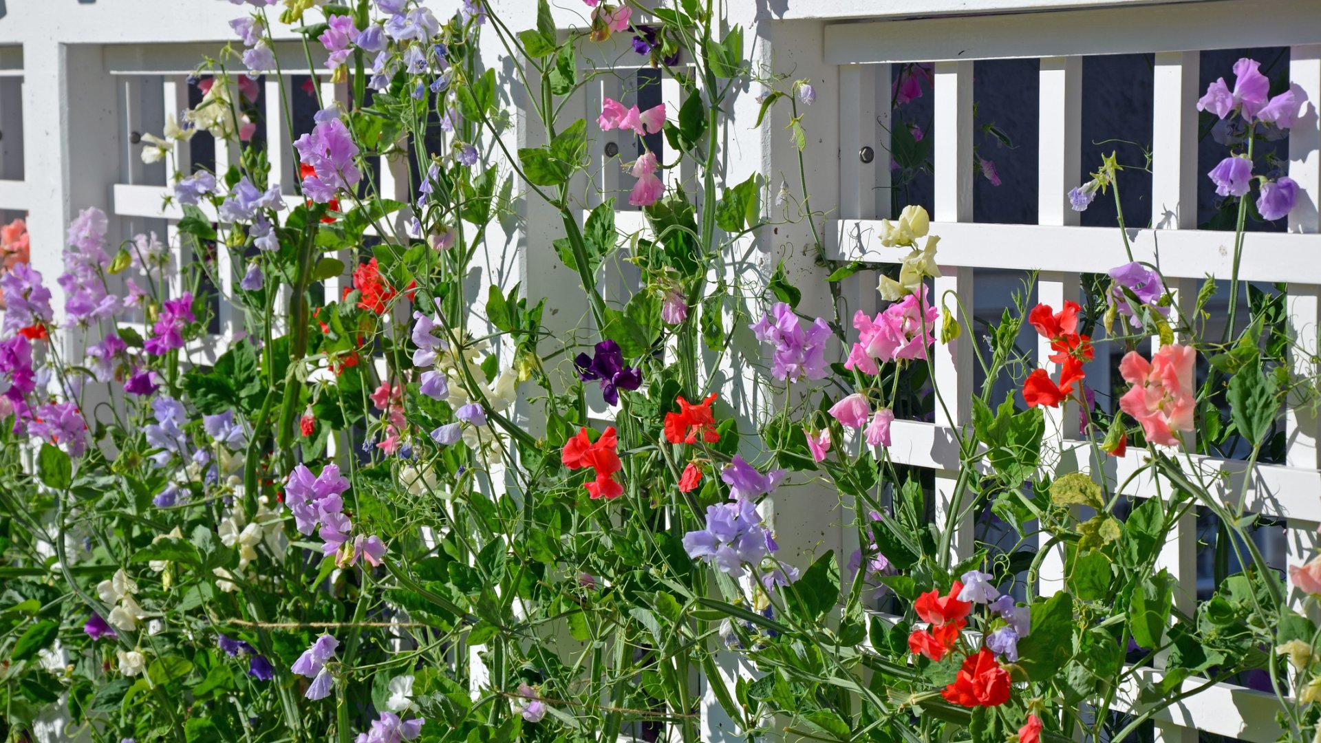 Dél-Olaszország különleges növénye – most kell elültetni a szagos bükkönyt