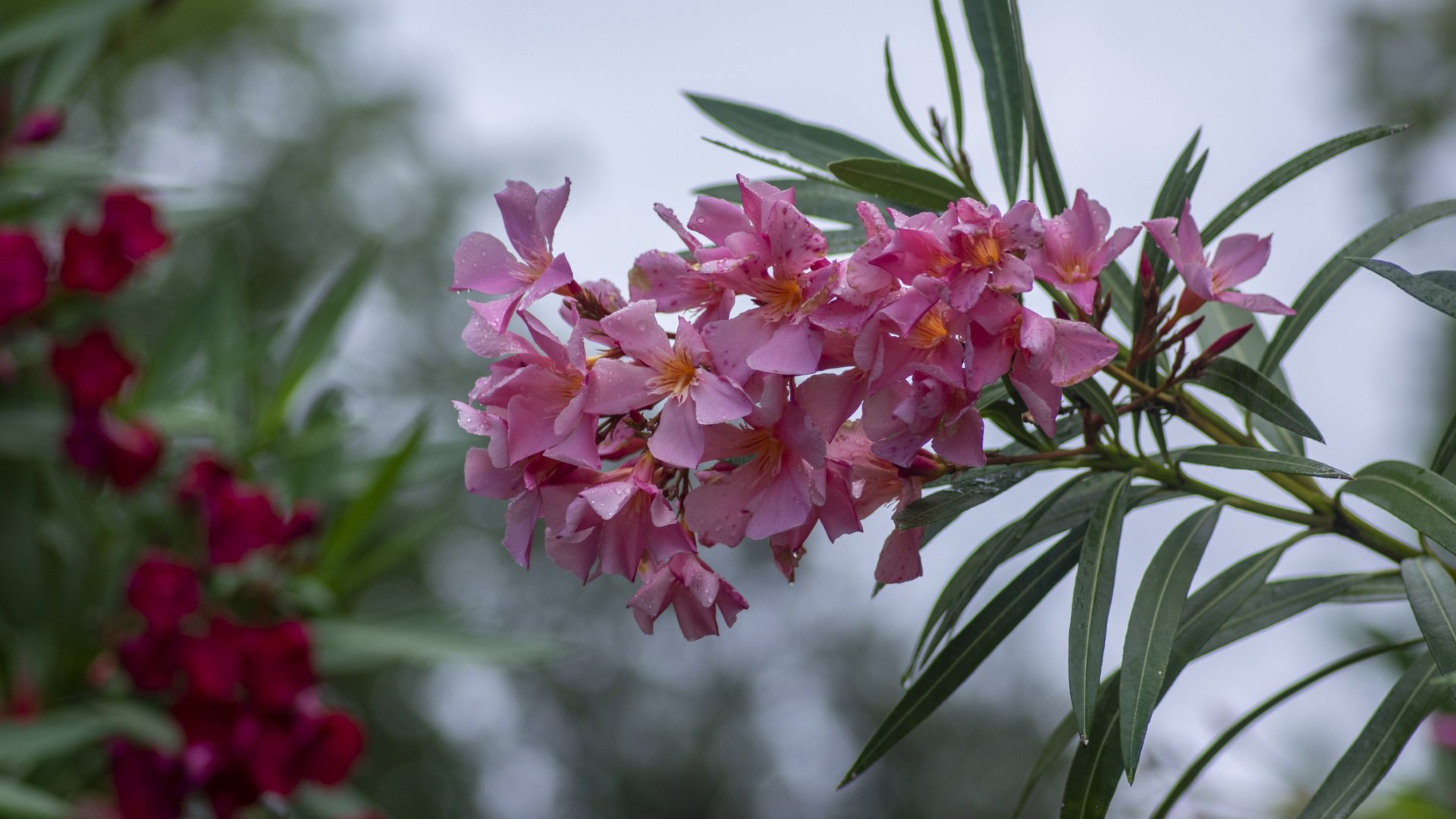 Ezért nem szabad halogatni a leander metszését 
