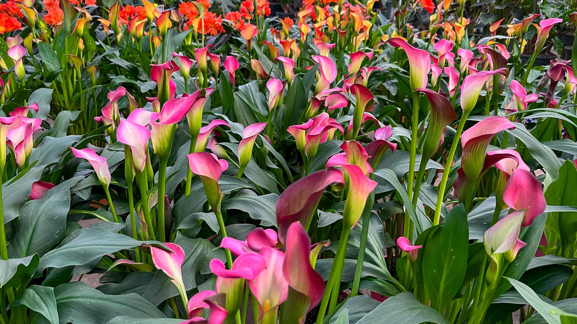 Ültessünk kálát tavasszal, és gyönyörködjünk benne őszig!