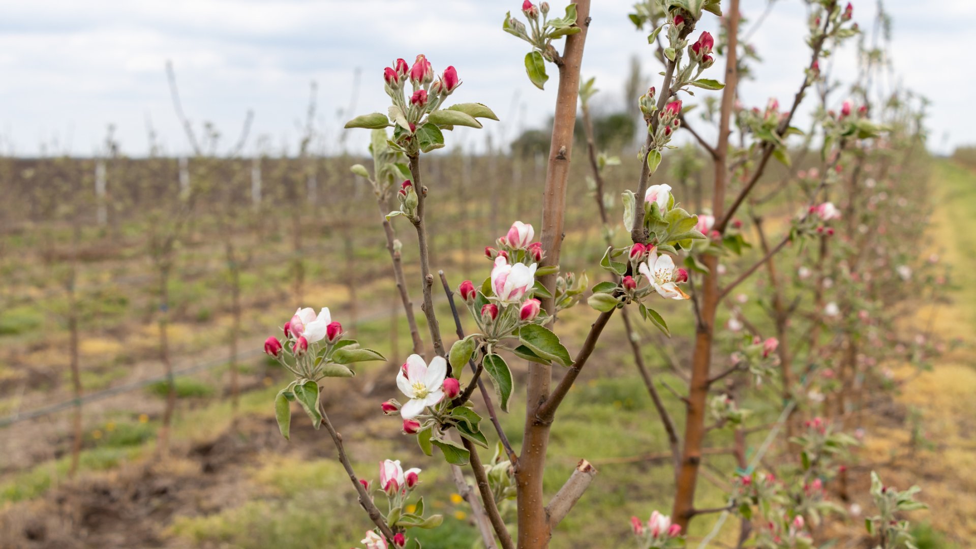 Honnan tudhatom, ha elfagyott a gyümölcsfám? Honnan tudhatom, ha elfagyott a gyümölcsfám?