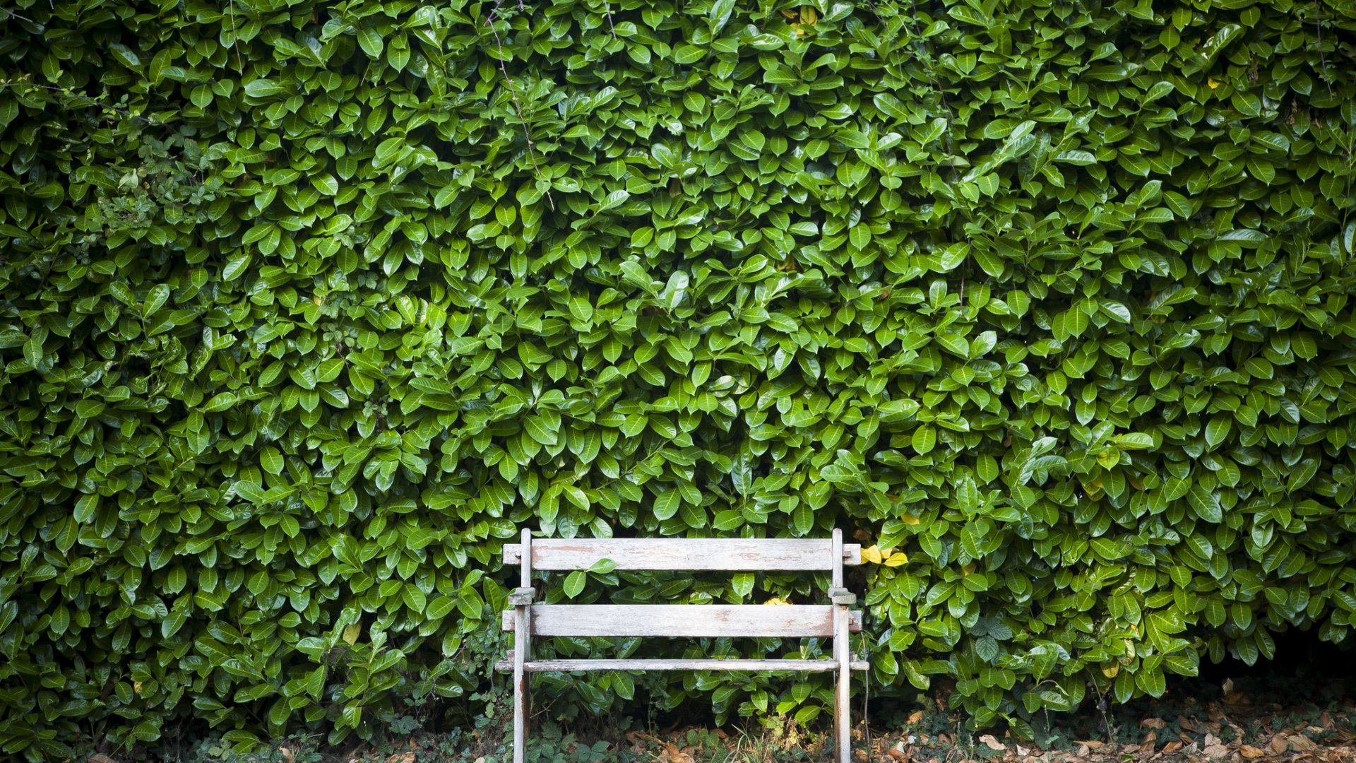 El akarsz takarni egy csúnya házfalat? Ültesd elé ezt a növényt!