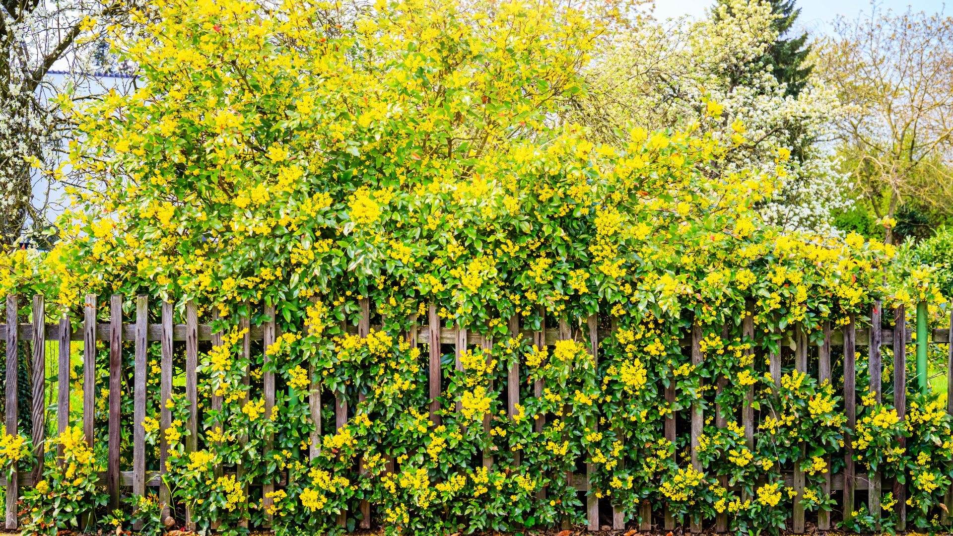 Ez az 5 legjobb sövény, amin nem lát át a szomszéd