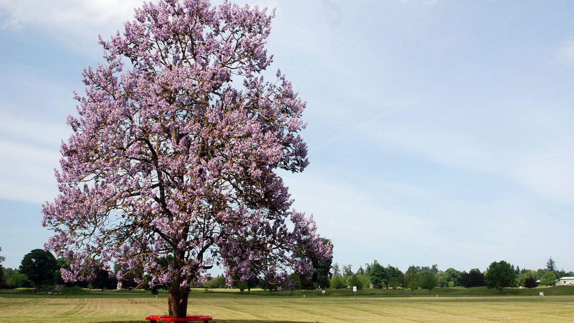 A paulowniákról (császárfáról) szakszerűen 2.rész