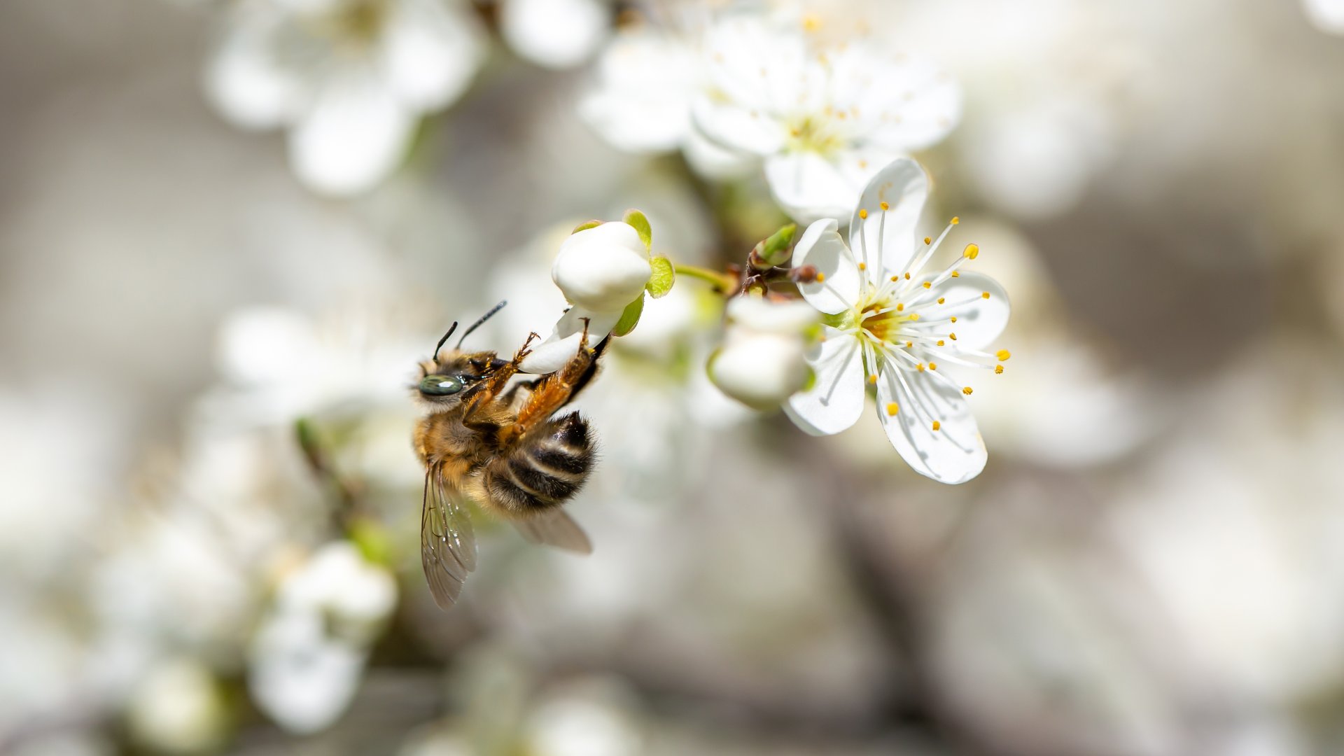 tavaszi feladatok egy méhesben