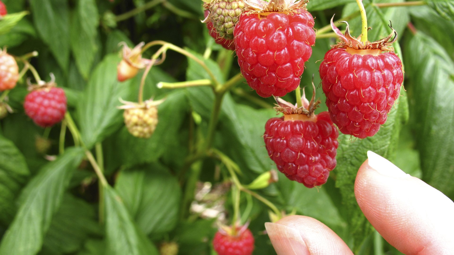 Ezzel a trükkel szüretelj rengeteg málnát idén nyáron Ezzel a trükkel szüretelj rengeteg málnát idén nyáron