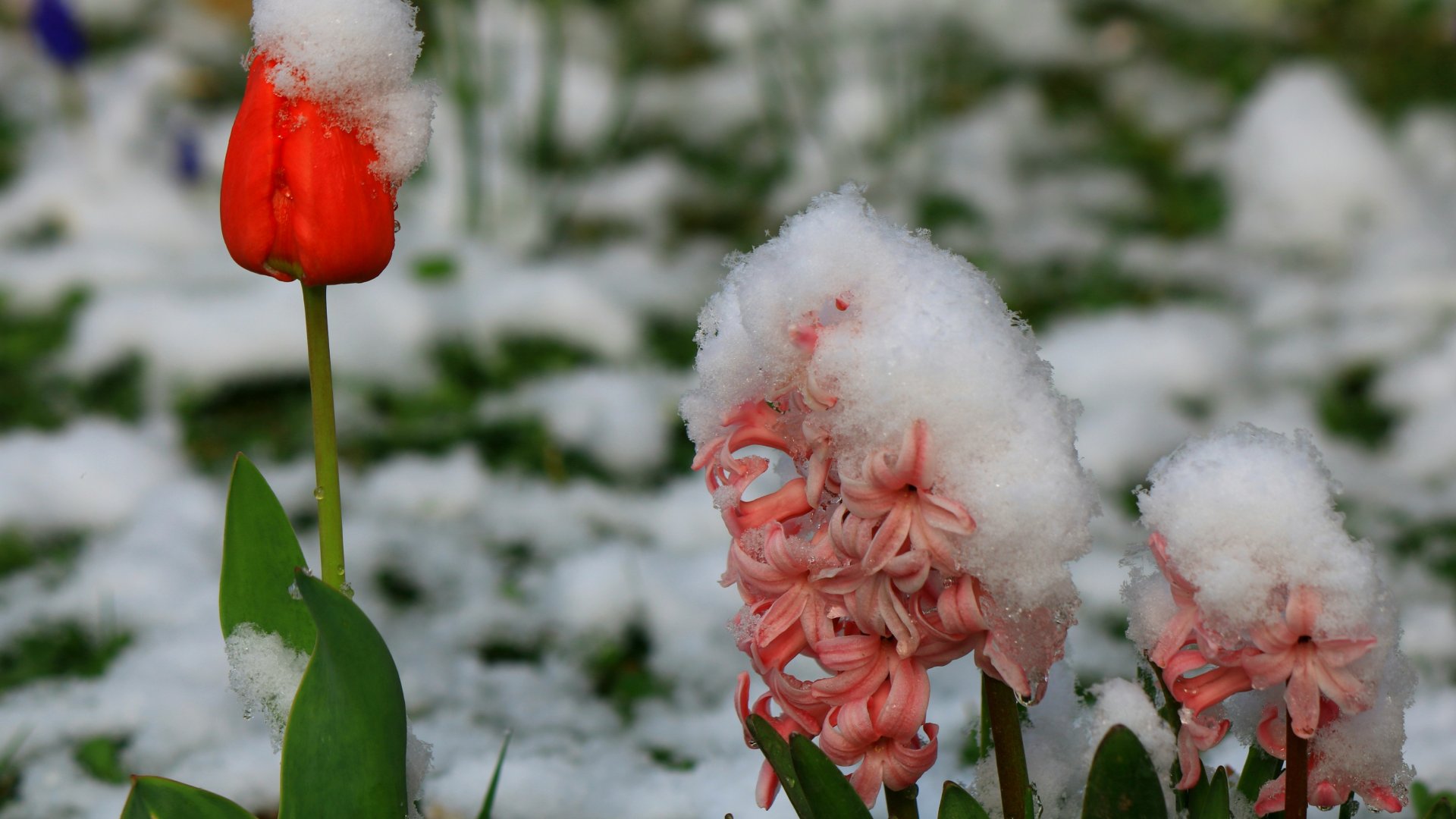 Agrometeorológia: csak átmenetileg szűnik meg a fagyveszély