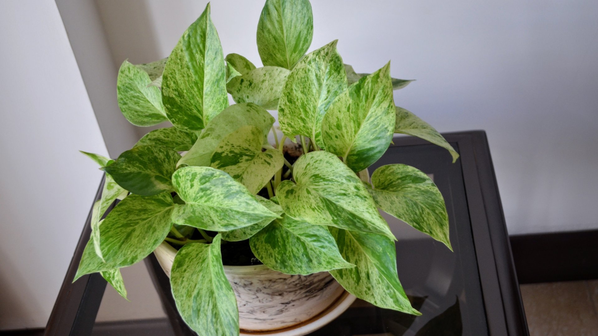 A tavasz nem csak a kertedben van: így gondozd szobanövényeidet márciusban