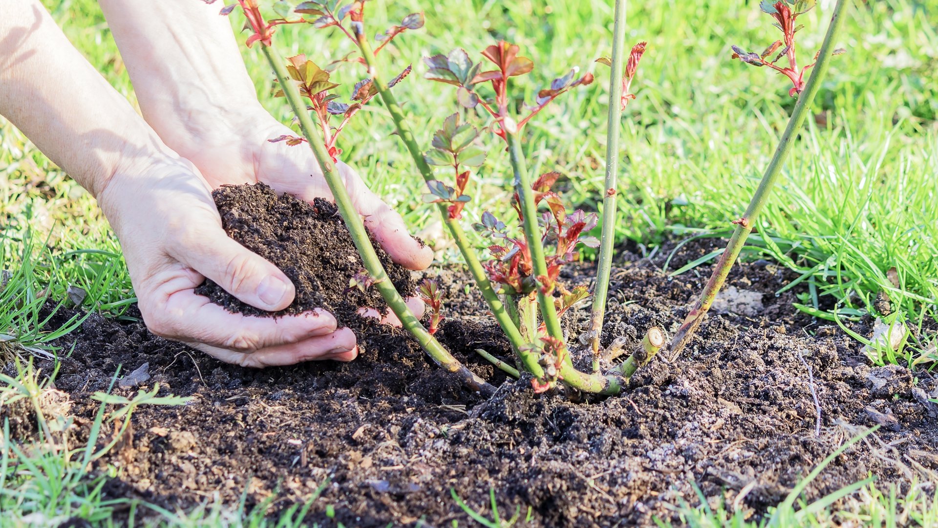 Mikor és hogyan érdemes kiültetni a cserepes rózsát?