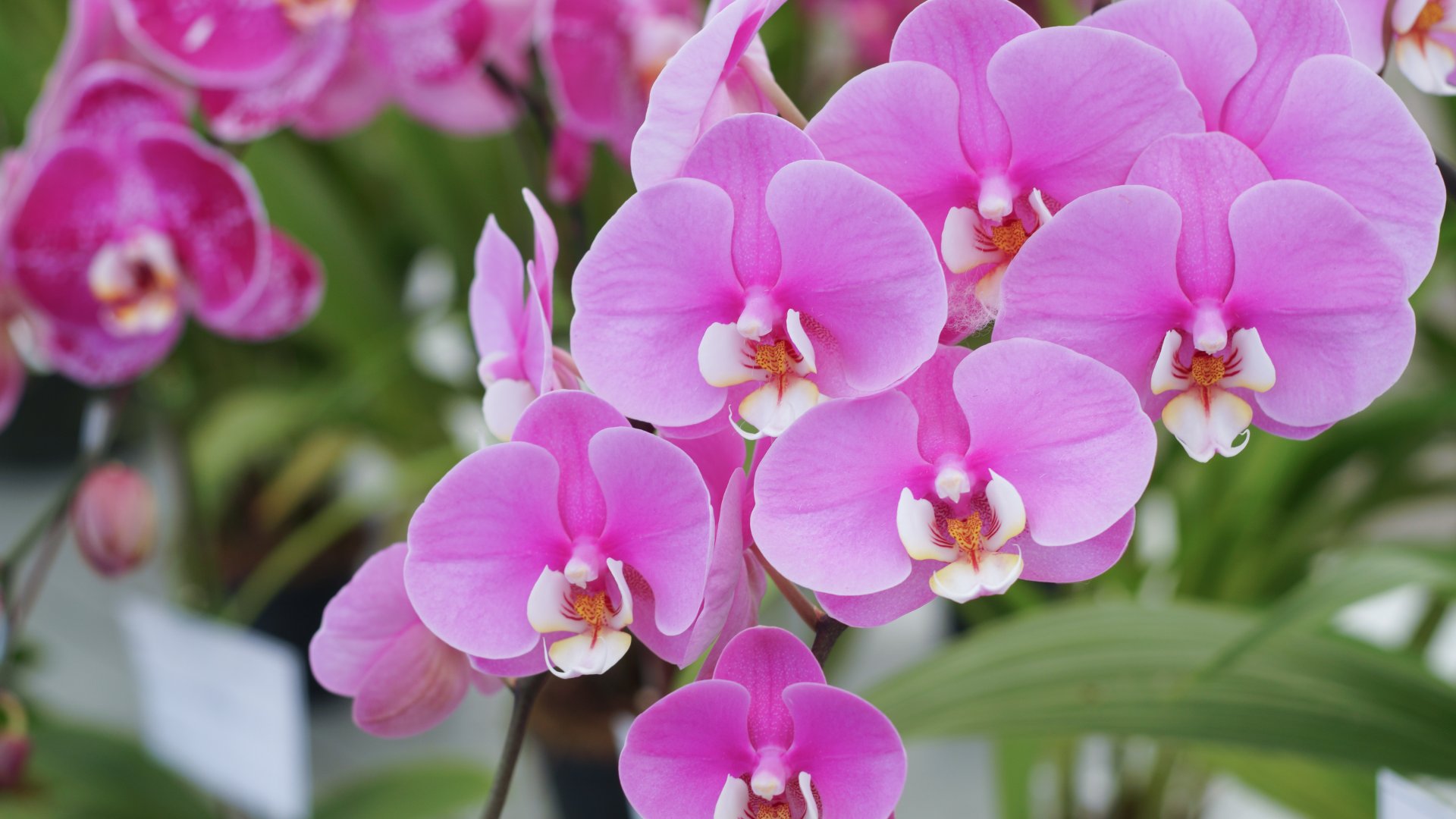 Íme a trükk az orchidea tavaszi ápolásához  Íme a trükk az orchidea tavaszi ápolásához