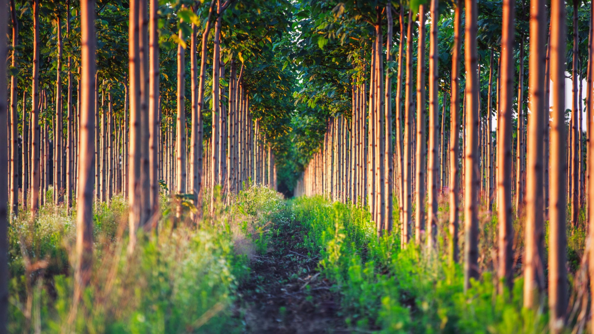 Impozáns fa, szív alakú levelekkel: a paulowniákról (császárfáról) szakszerűen