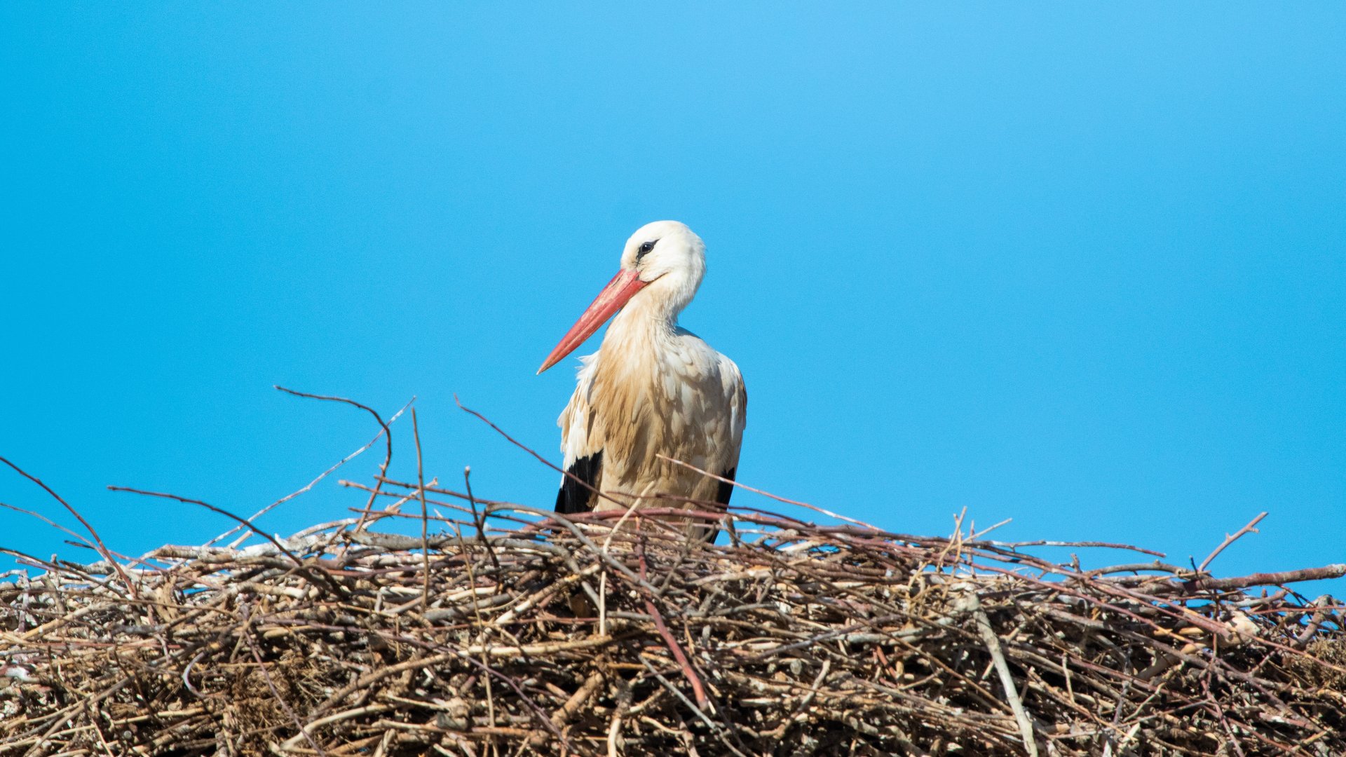 Itt az első körmendi gólya