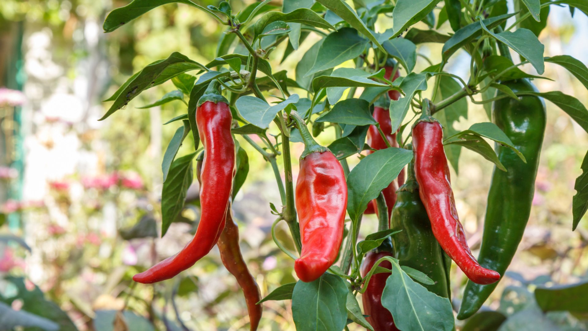 Termessz chili paprikát úgy, mint egy profi