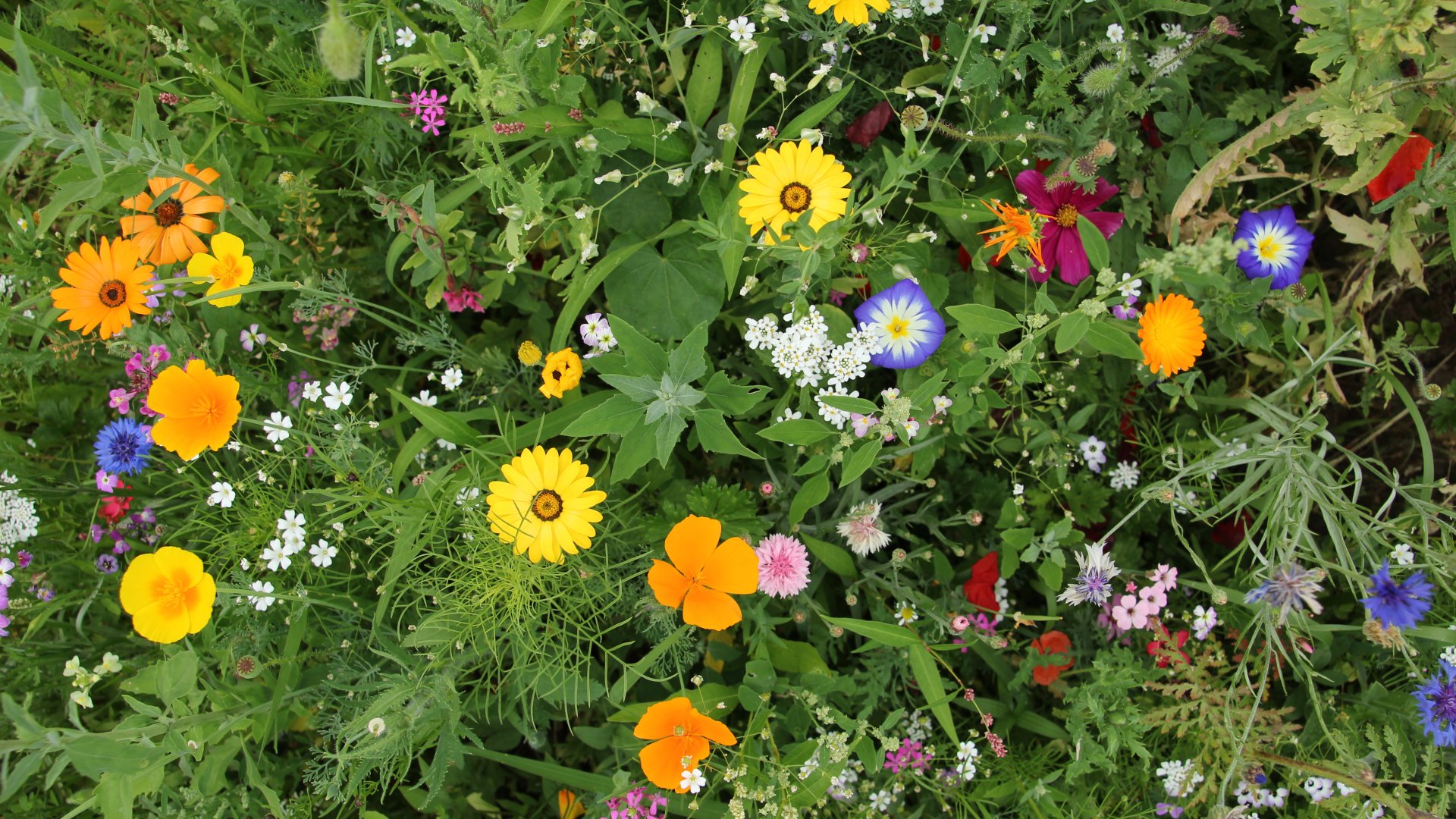 Így ültesd be pompás vadvirágokkal a kerted idén tavasszal