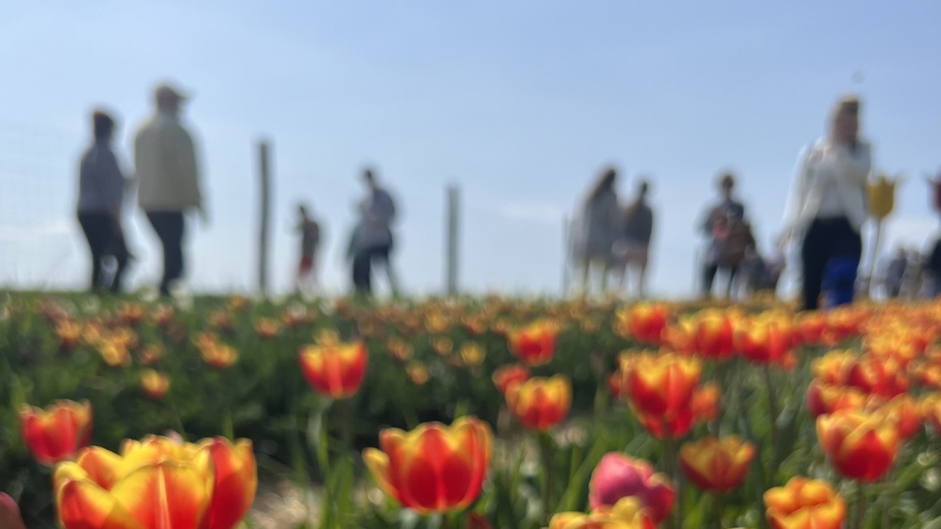 Tulipánláz a Dunakanyarban: 70.000 tulipán közül válogathatsz