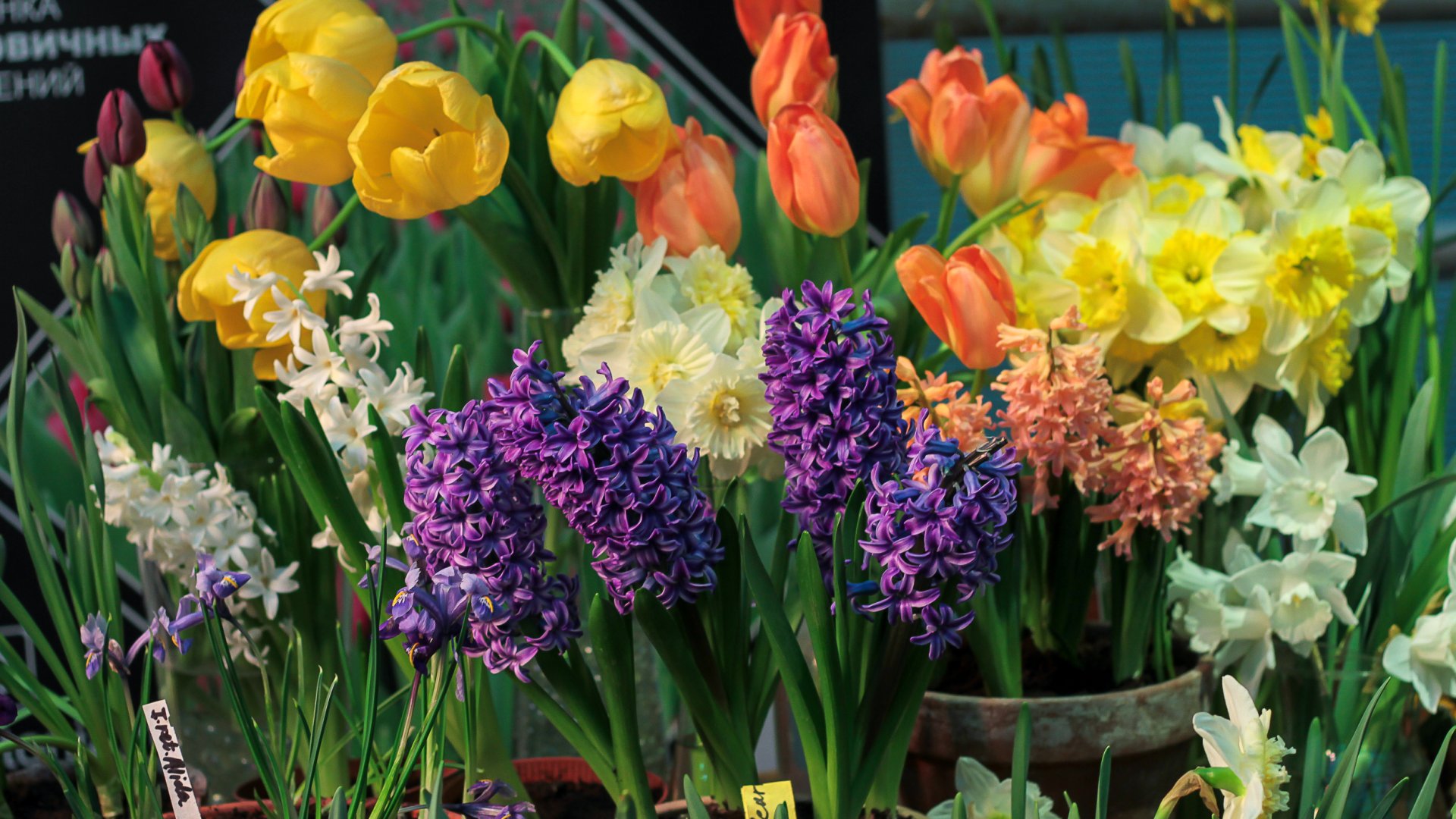 Még most is ültethetsz tulipánt, jácintot, és nárciszt tavaszra balkonládába