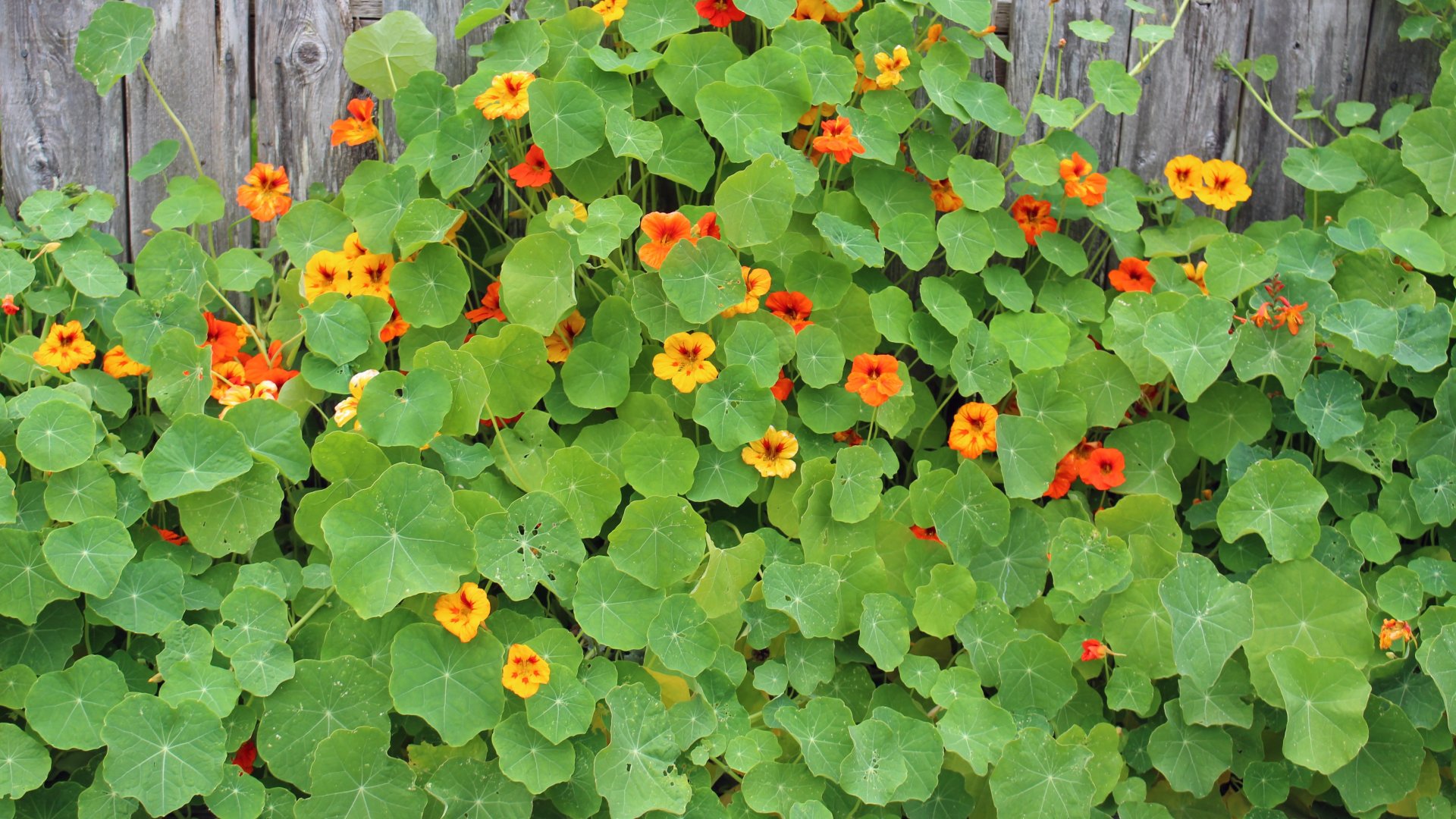 Kerti sarkantyúka csirkéknek jó táplálék? Kerti sarkantyúka csirke etetése