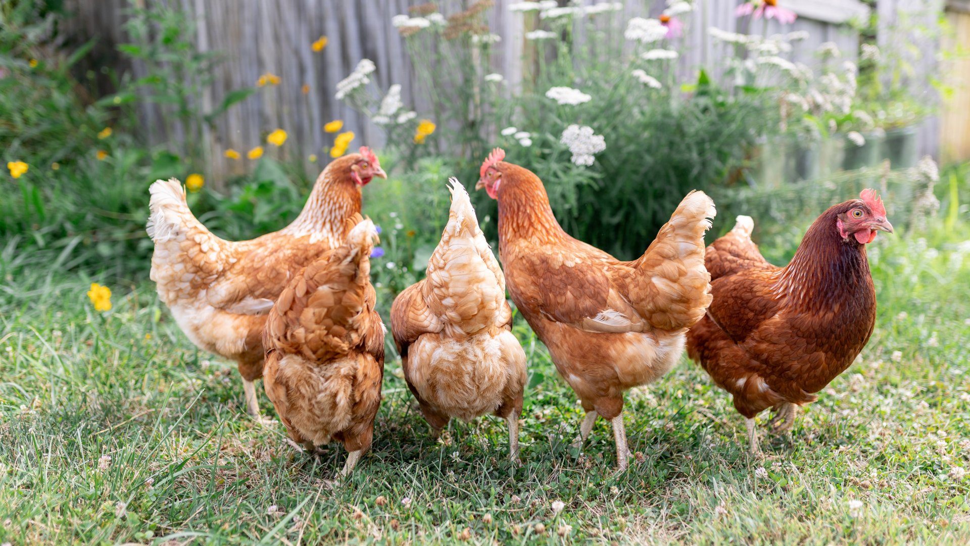  5 legjobb növény a csirkéknek  2024