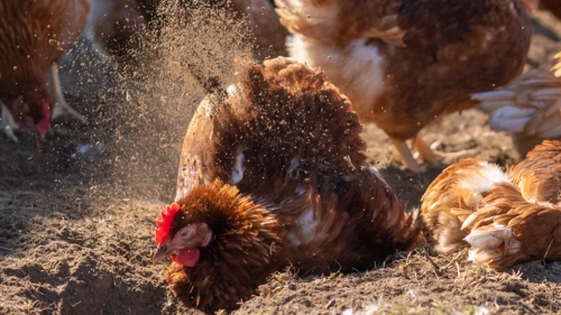 Így óvd meg a tyúkjaidat a rettegett madártetűatka ellen