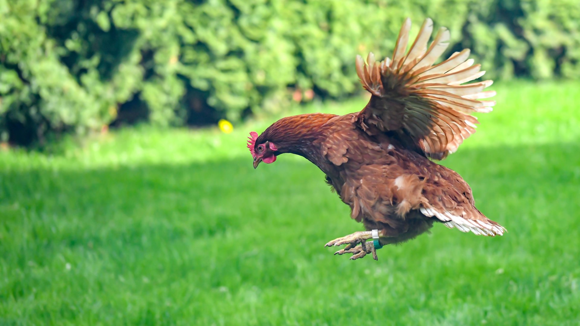 4 ok, amiért a tyúkok agresszívak lehetnek egymással