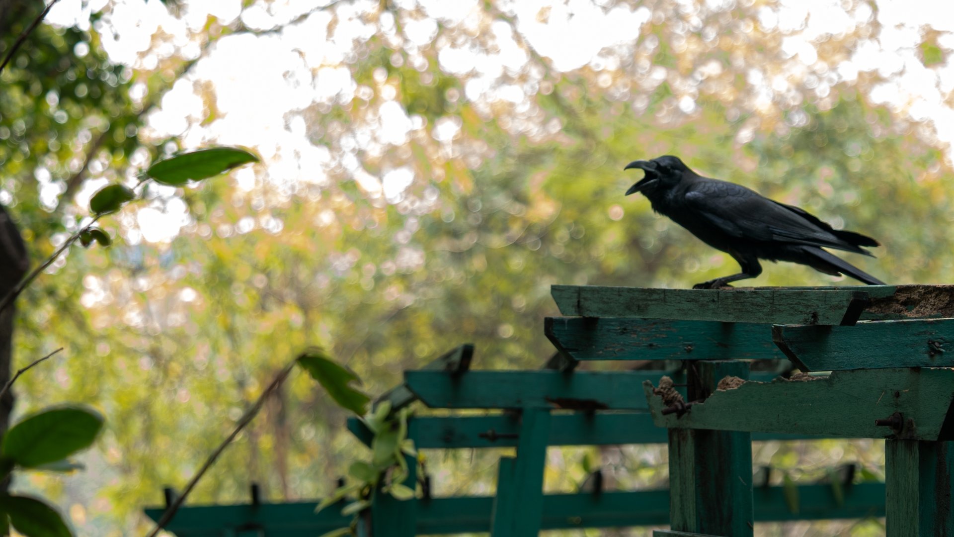 Így űzd el a varjakat a kertedből hatásosan