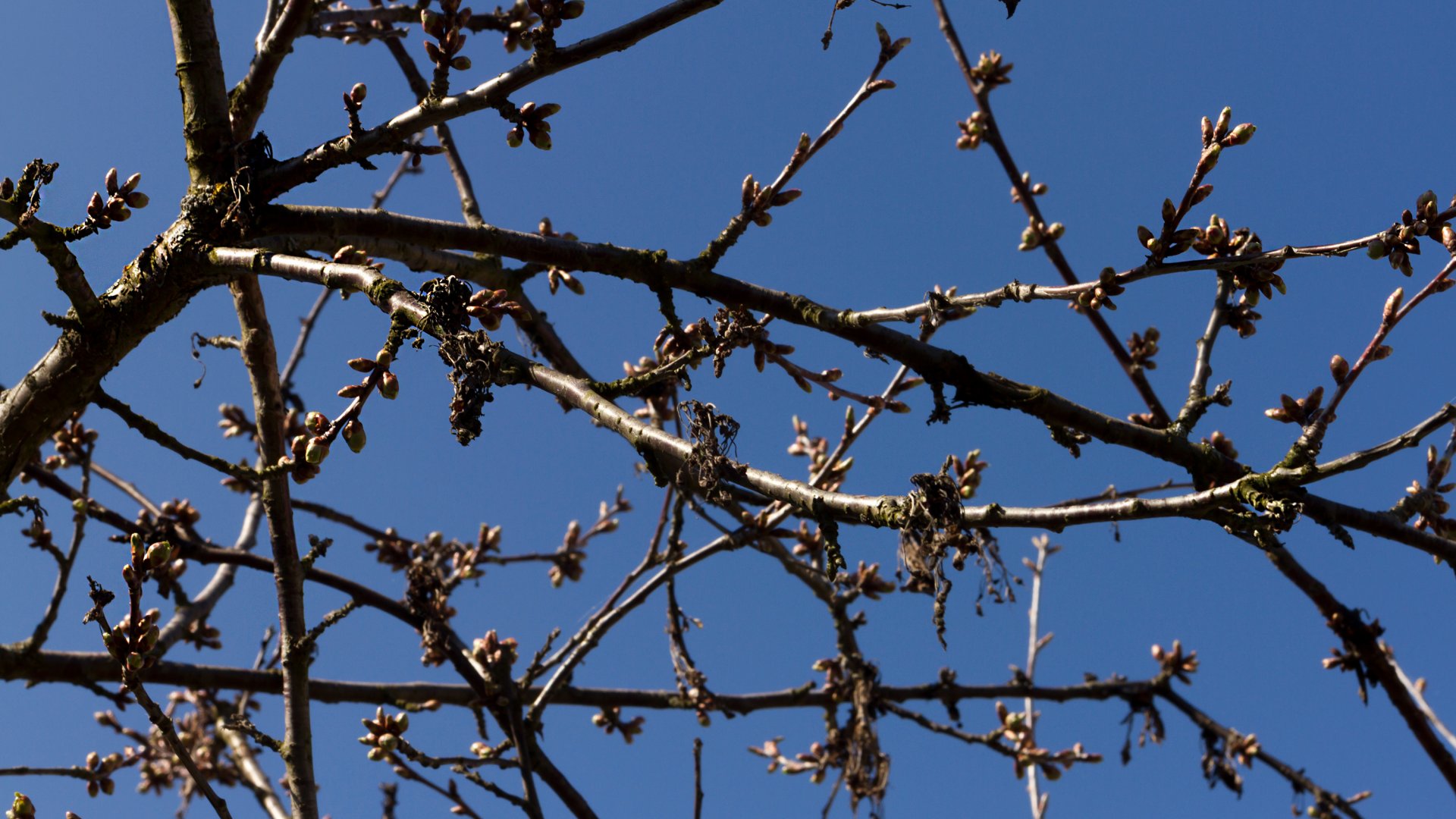 Így metszd meg februárban öreg meggyfádat egy kertész tanácsaival Így metszd meg februárban öreg meggyfádat egy kertész tanácsaival