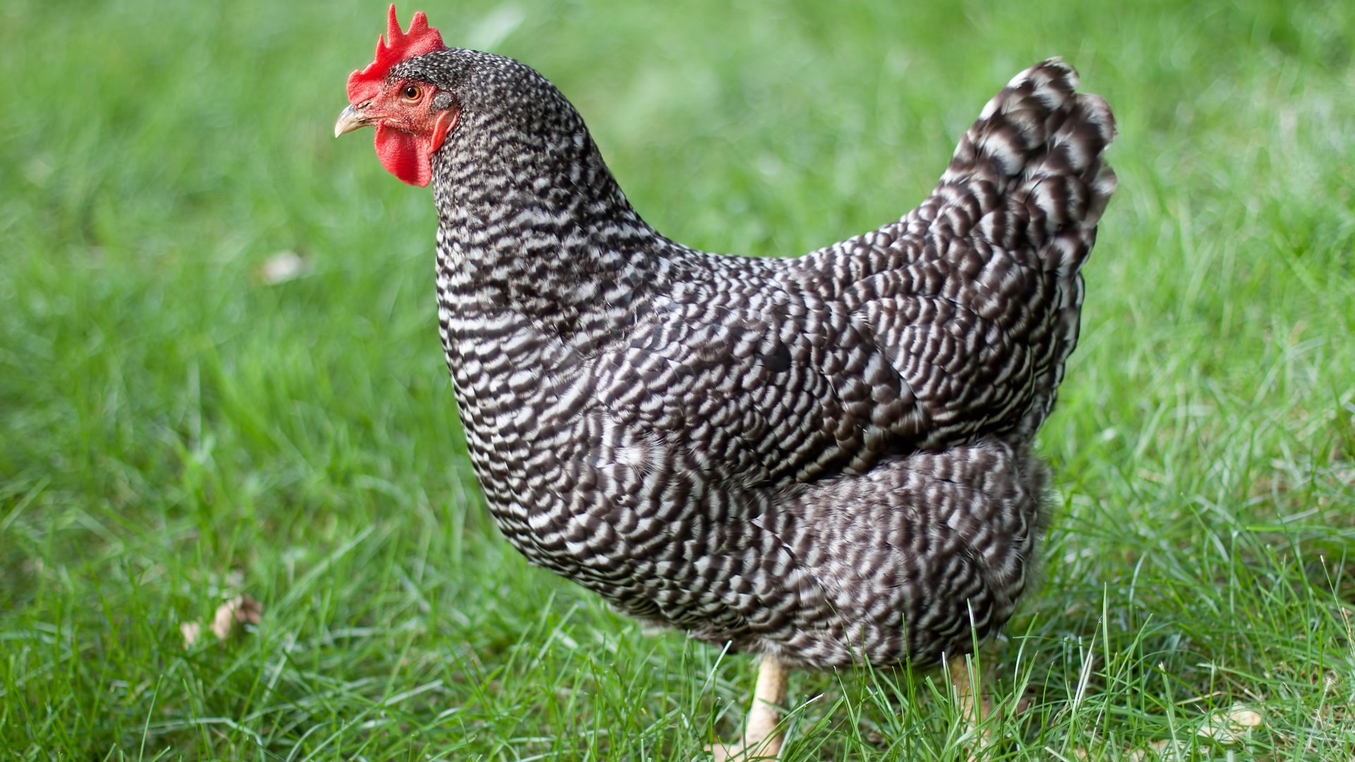 Nem hiszed el, honnan származik a kendermagos tyúk!