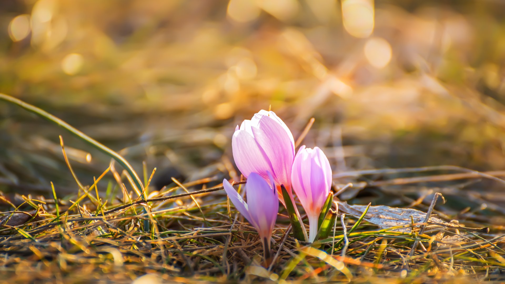 Csak „Csodarét”-ként emlegetik a helyet, ahol hatvanezer egyhajúvirág nyílik ki