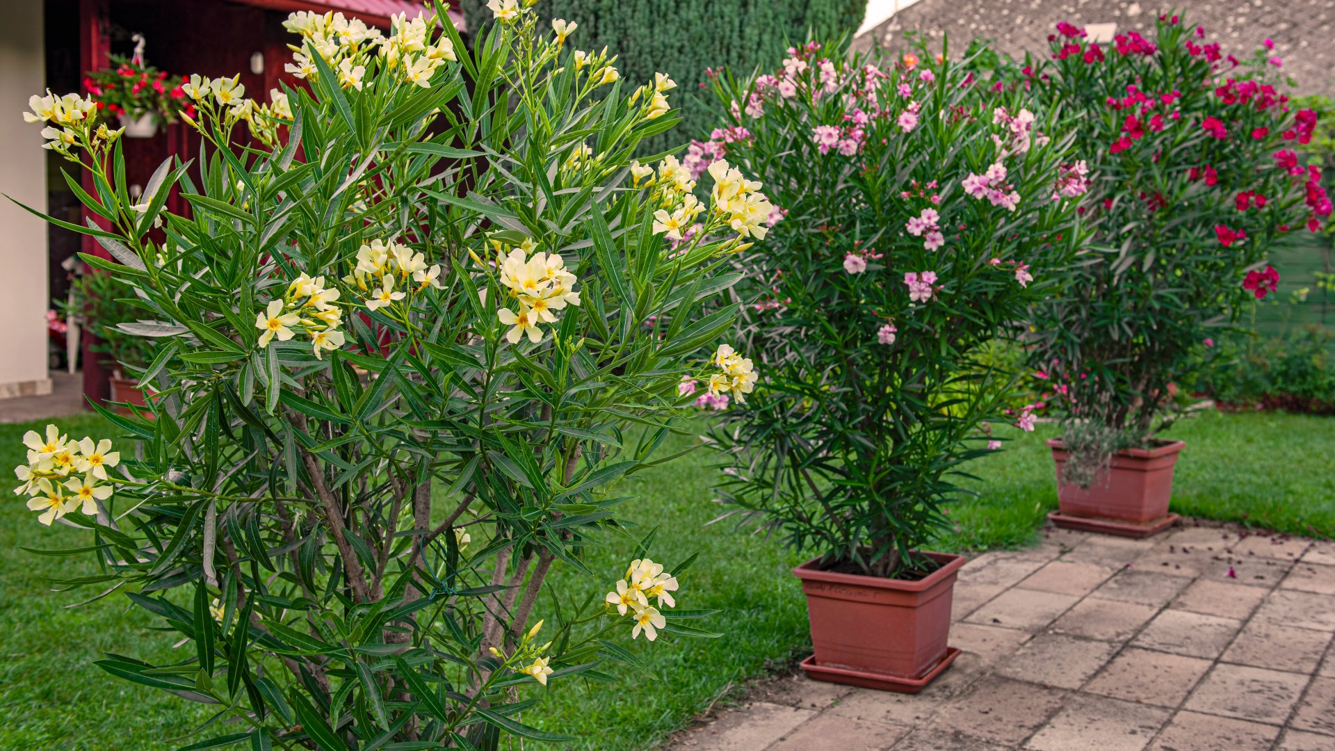 A kertész válaszol: Mikor érdemes kitenni a leandert a szabadba?