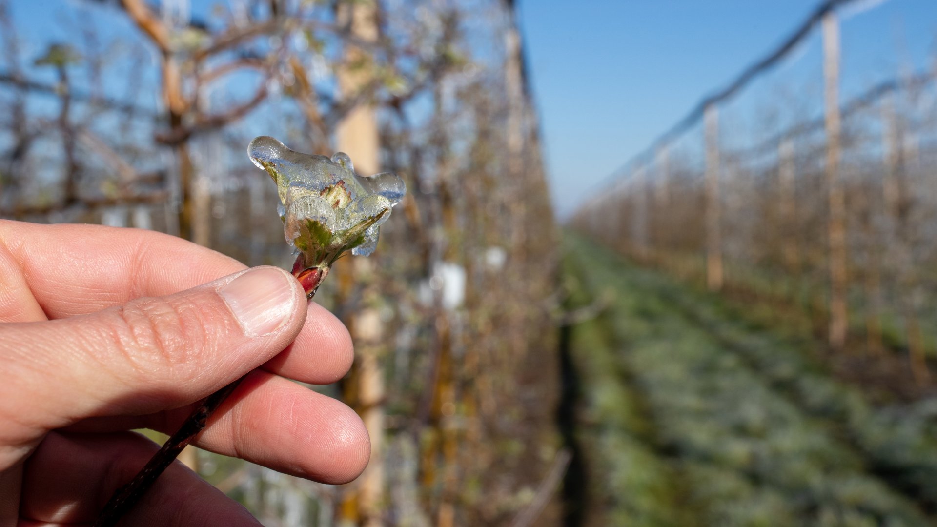 Így védd meg növényeidet a februári hőingadozással szemben