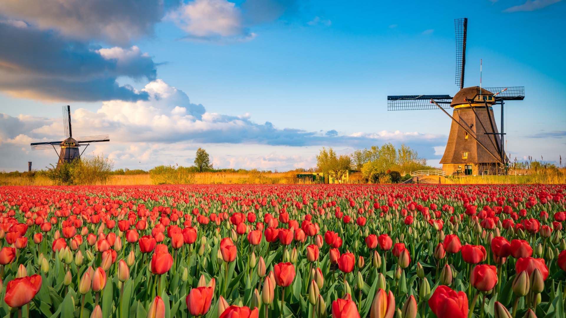 Nem gondoltad volna miért, és hogyan kerültek a tulipánok Hollandiába Nem gondoltad volna miért, és hogyan kerültek a tulipánok Hollandiába