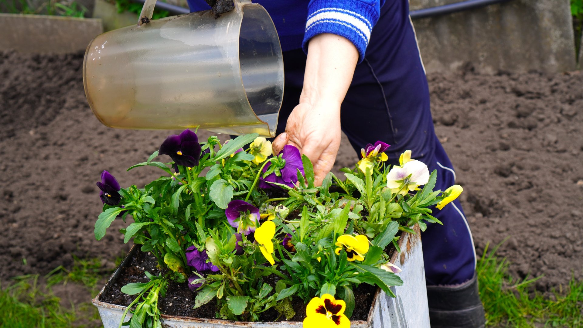 Gyönyörű virágokat szeretnél? Ezt a házi műtrágyát keverd ki tavaszra!